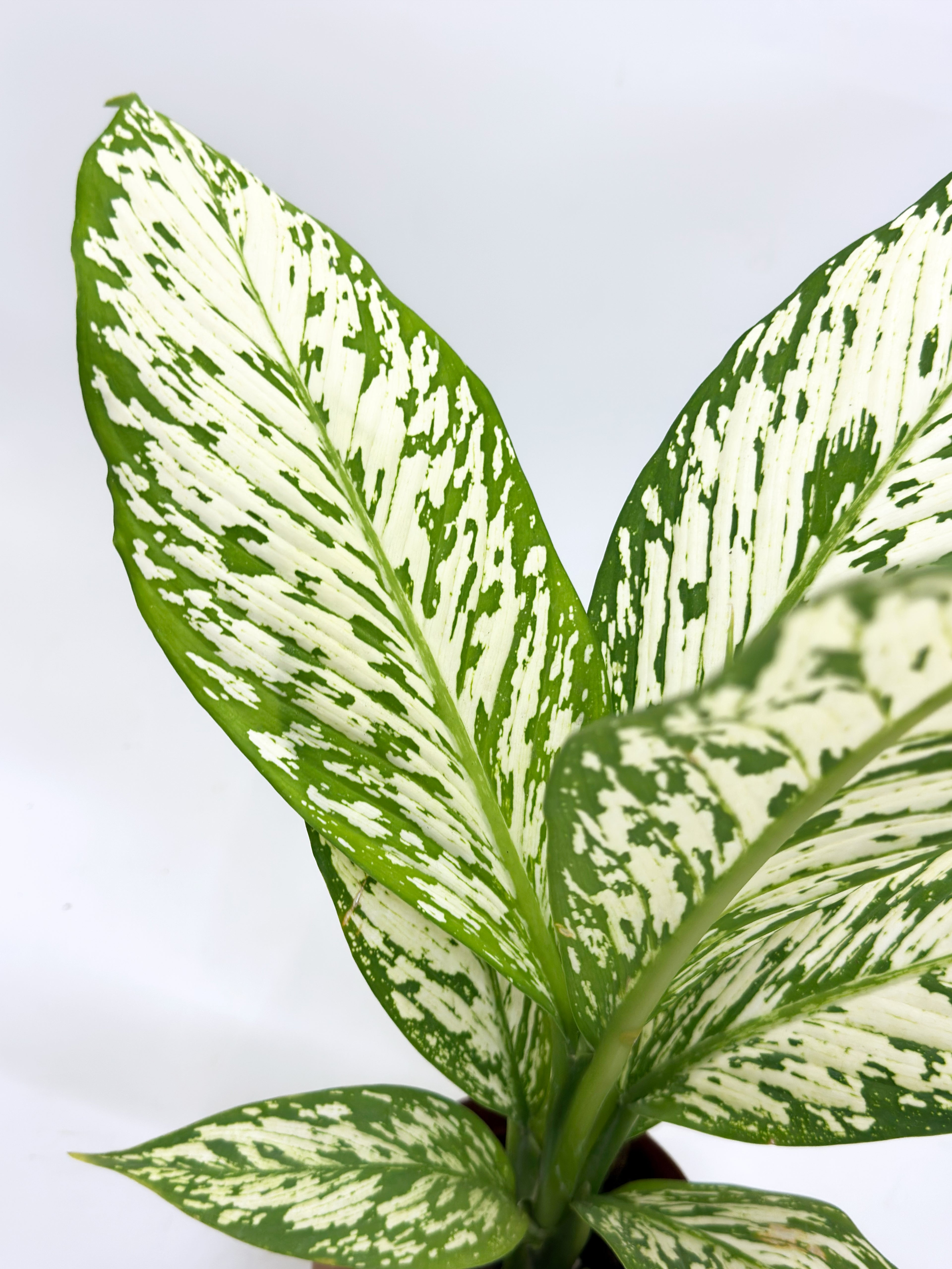 Dieffenbachia Snow Storm