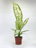 Dieffenbachia Snow Storm