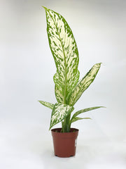 Dieffenbachia Snow Storm