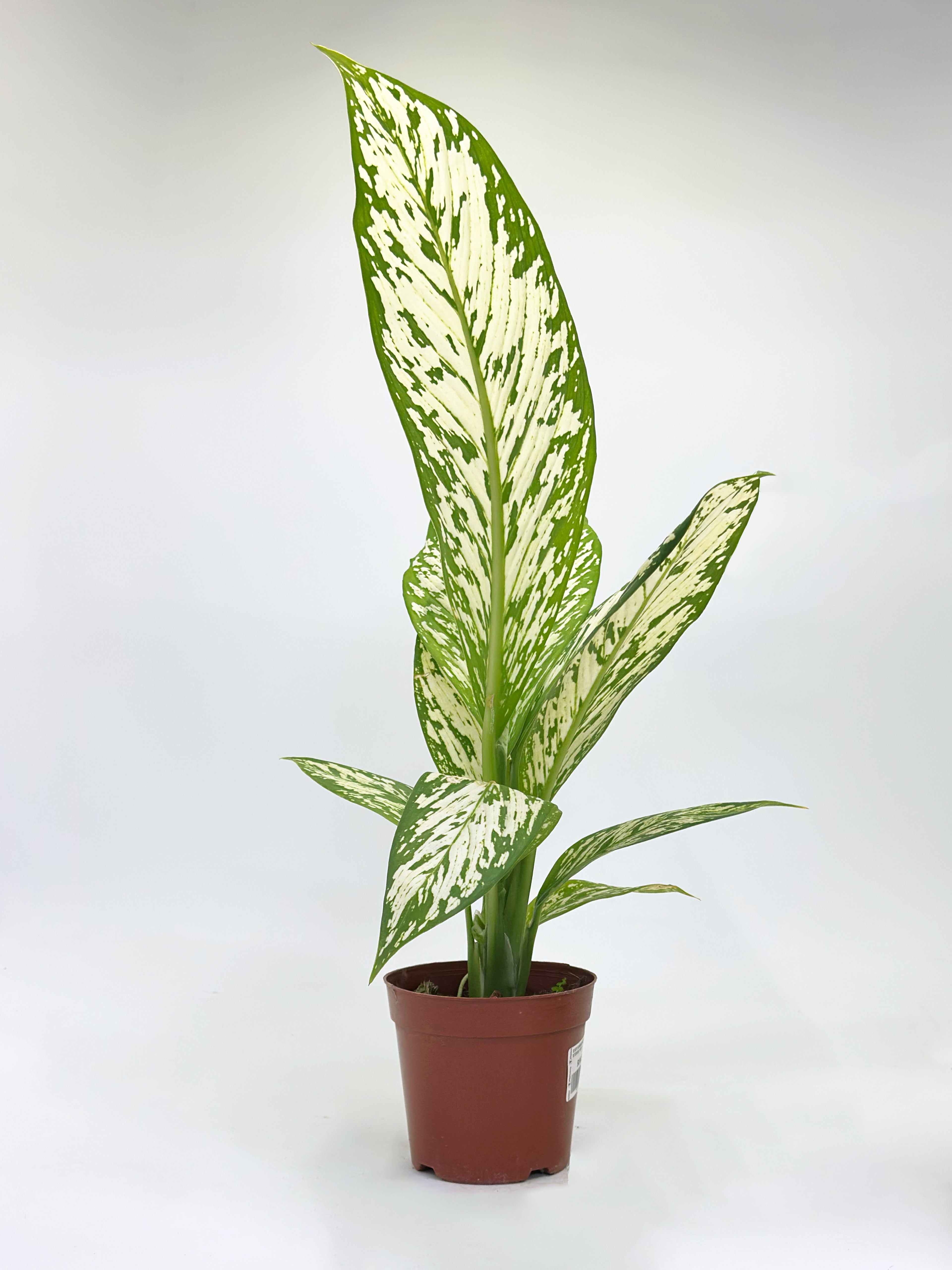 Dieffenbachia Snow Storm
