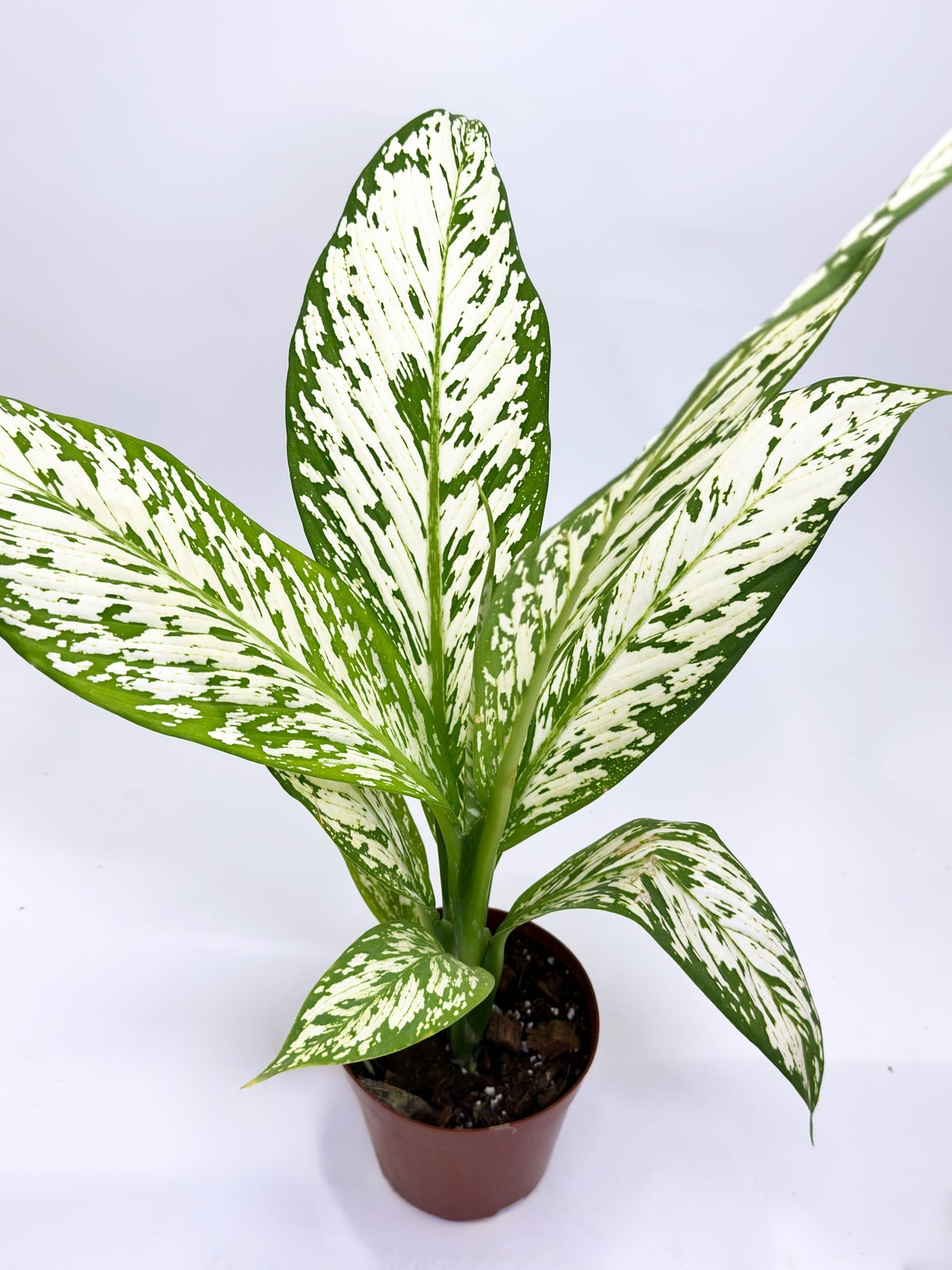 Dieffenbachia Snow Storm