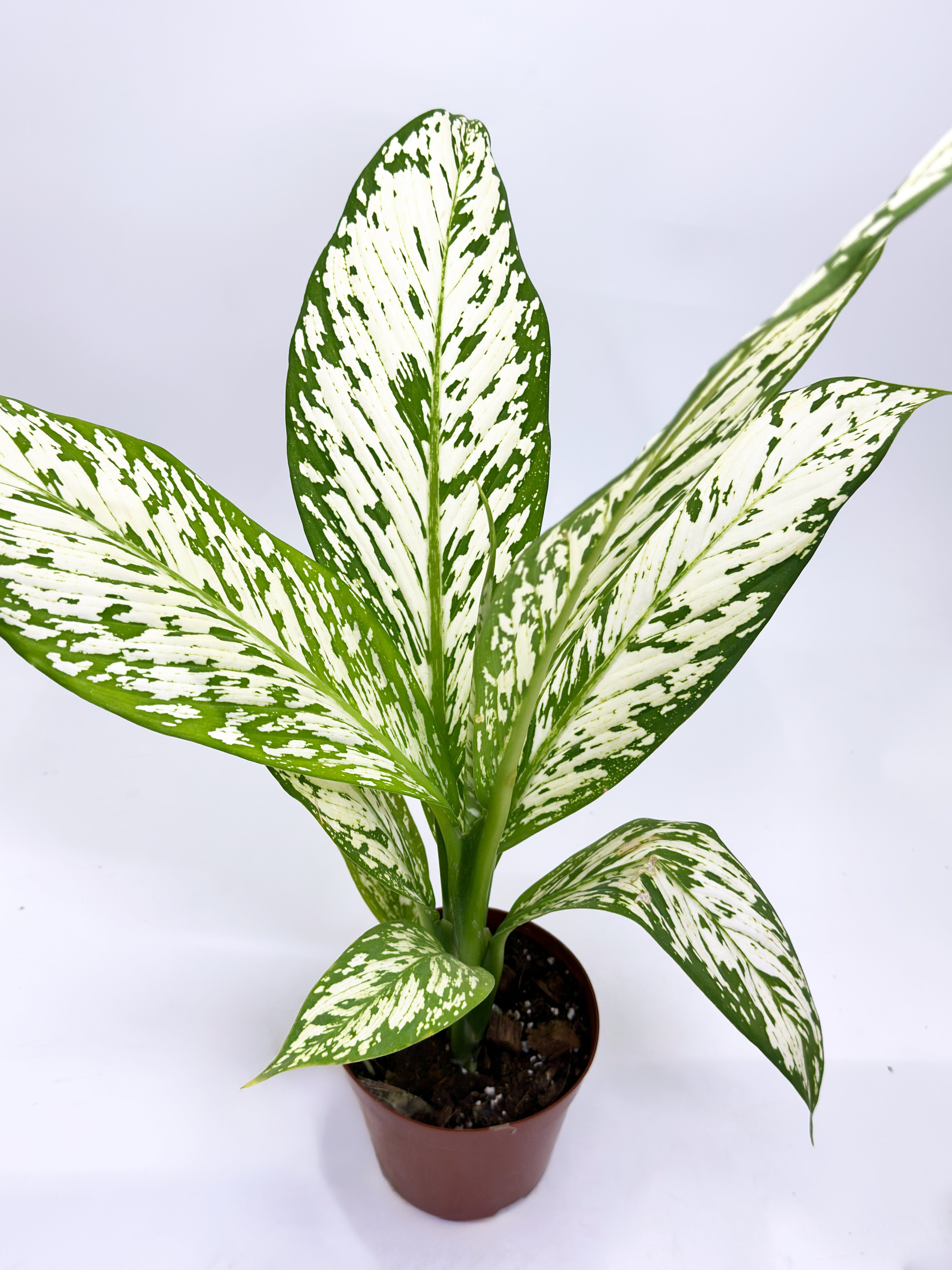 Dieffenbachia Snow Storm