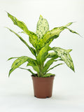 Dieffenbachia Starlight