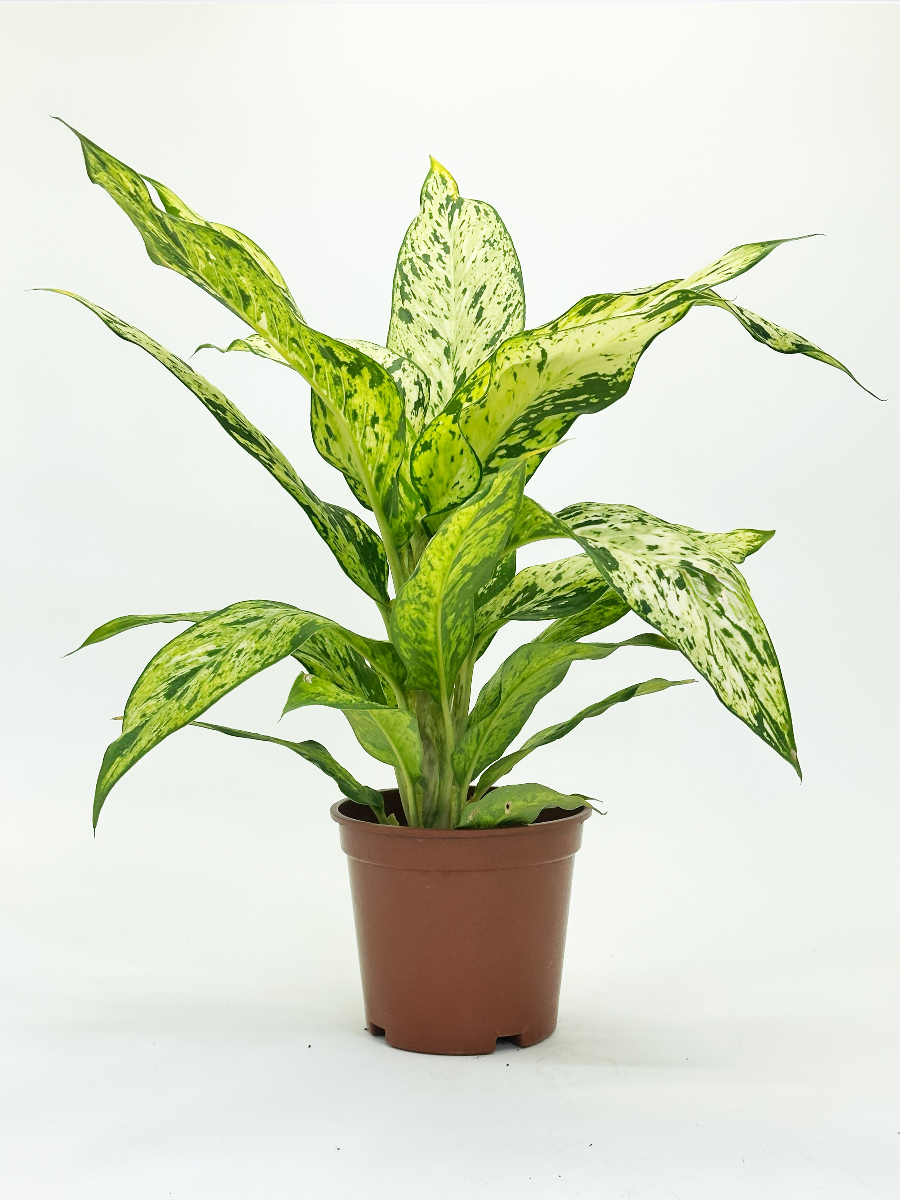 Dieffenbachia Starlight