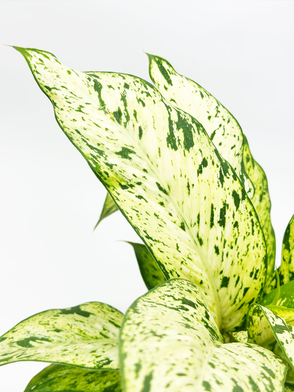 Dieffenbachia Starlight