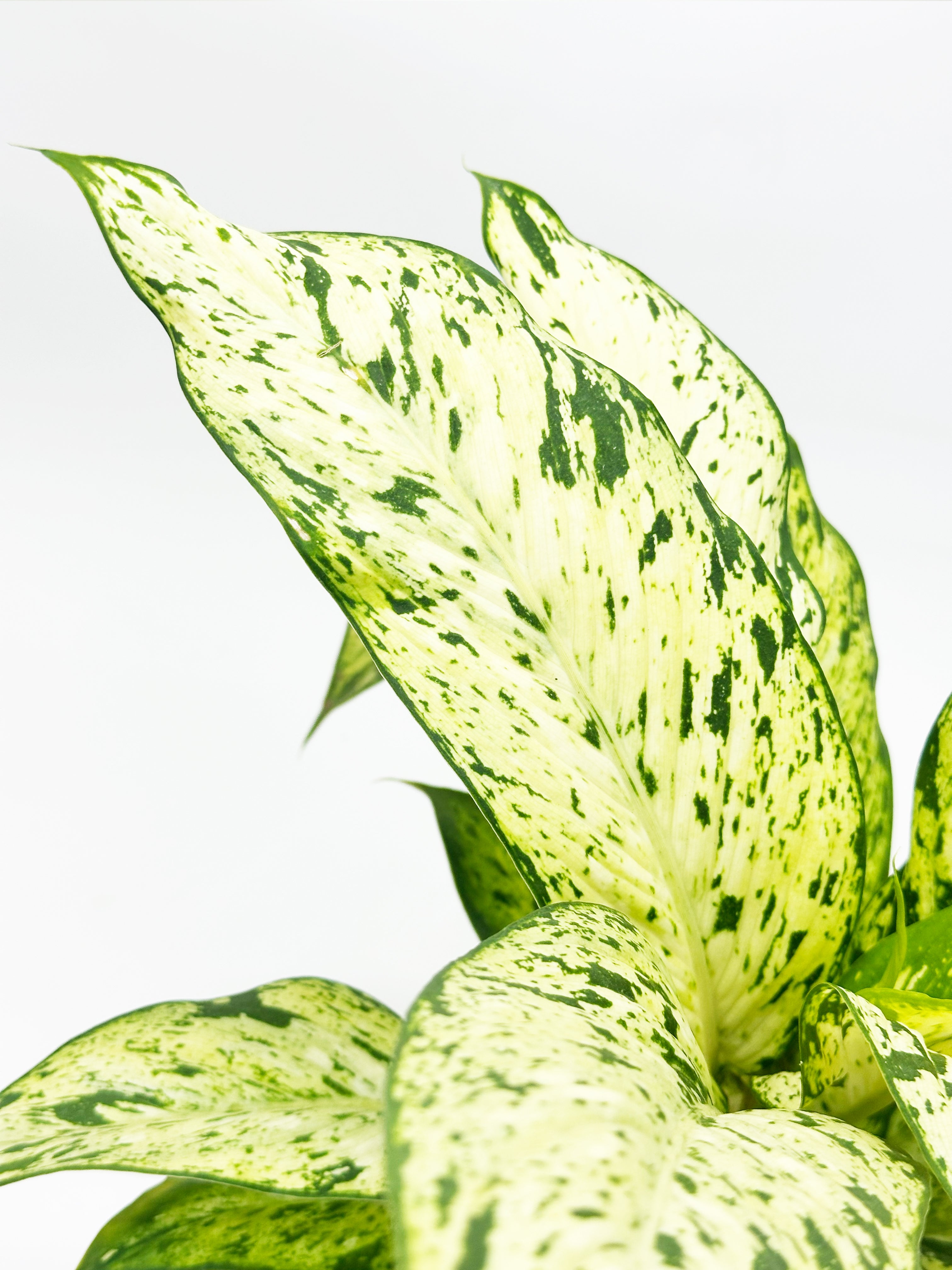 Dieffenbachia Starlight