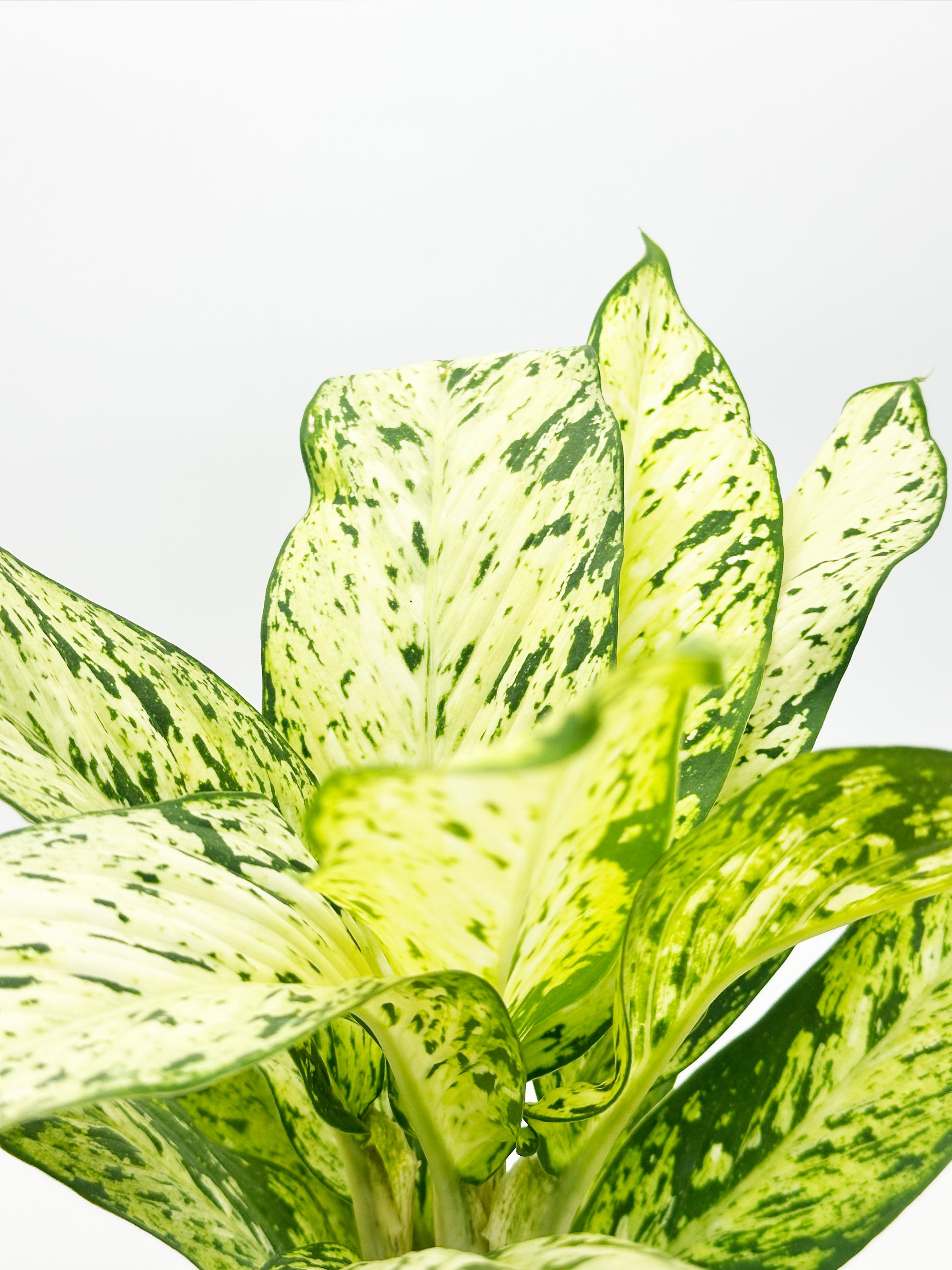 Dieffenbachia Starlight
