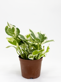 Epipremnum Njoy