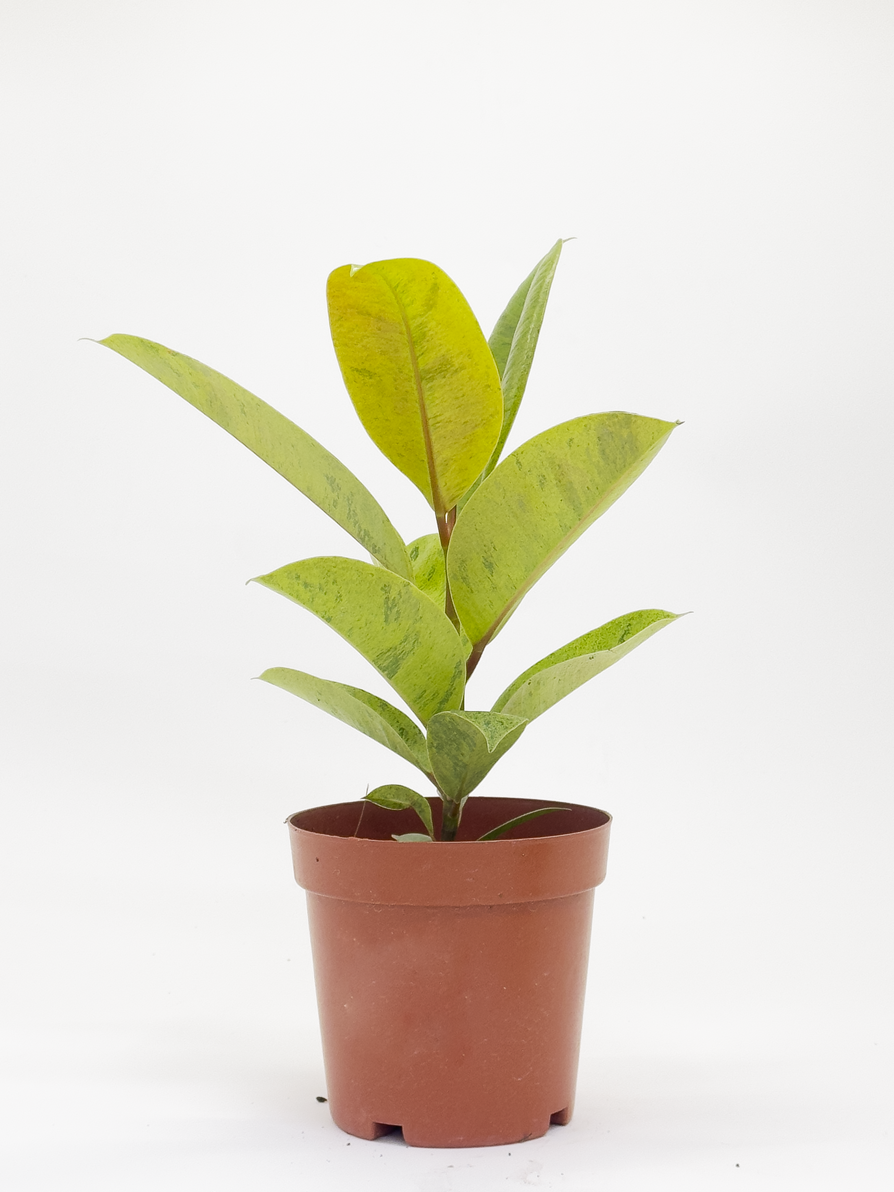 Ficus Elastica Shiryveriana
