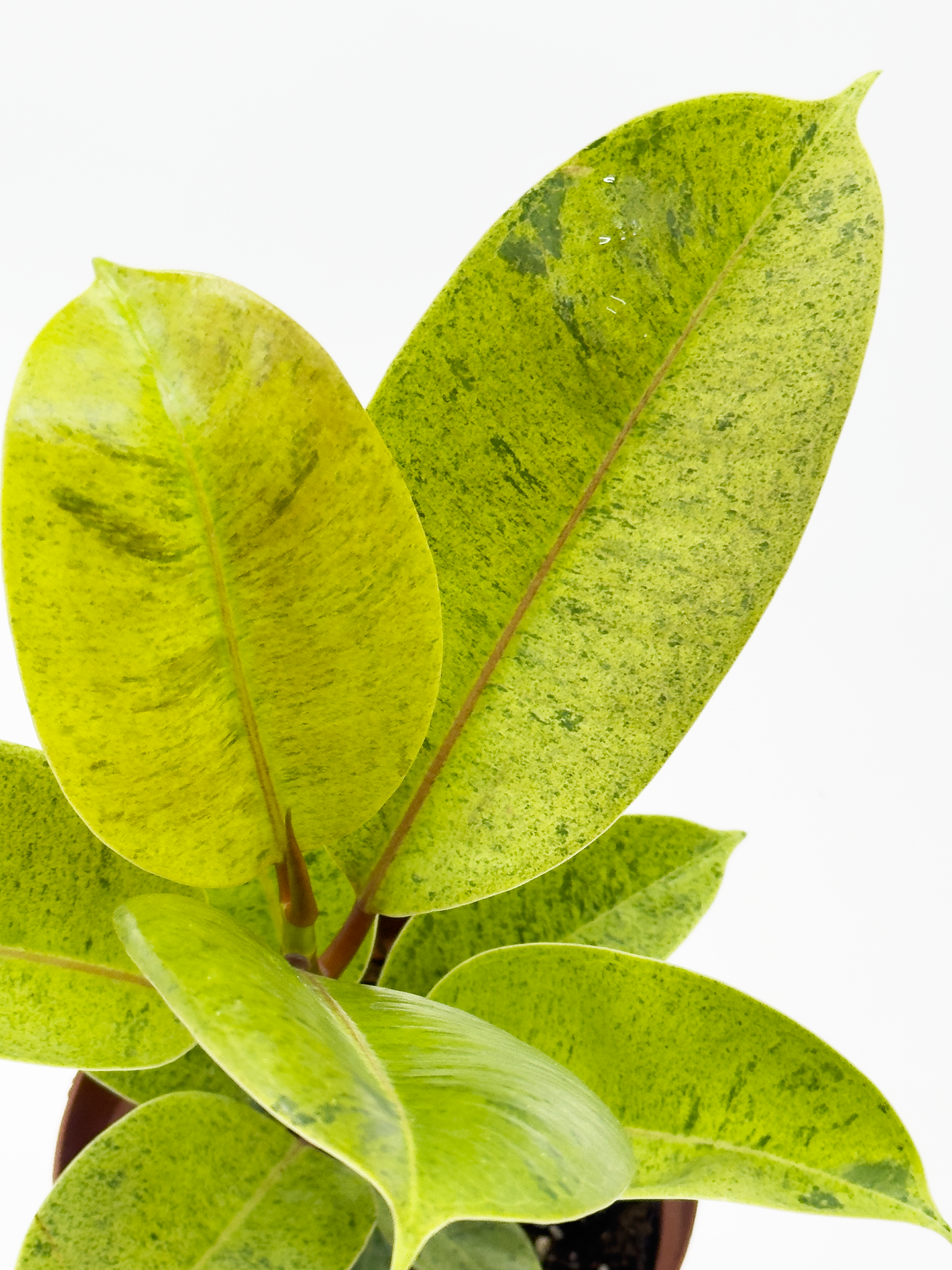 Ficus Elastica Shiryveriana
