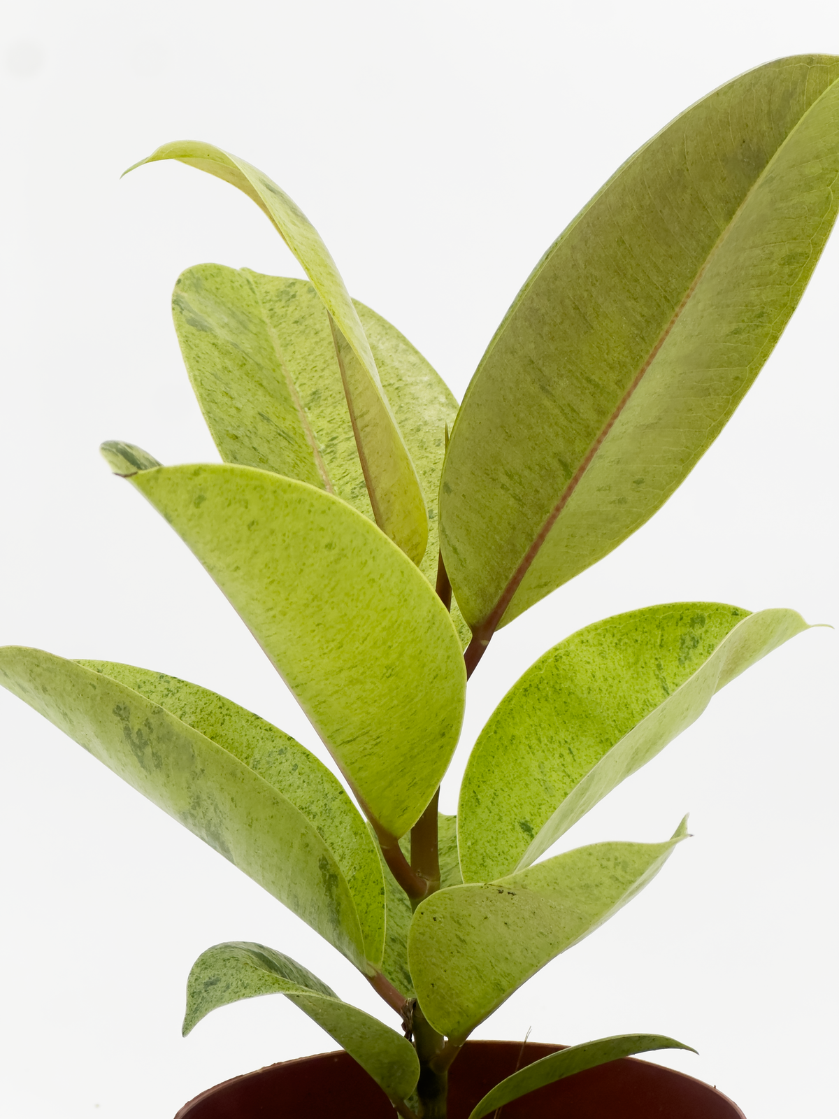 Ficus Elastica Shiryveriana