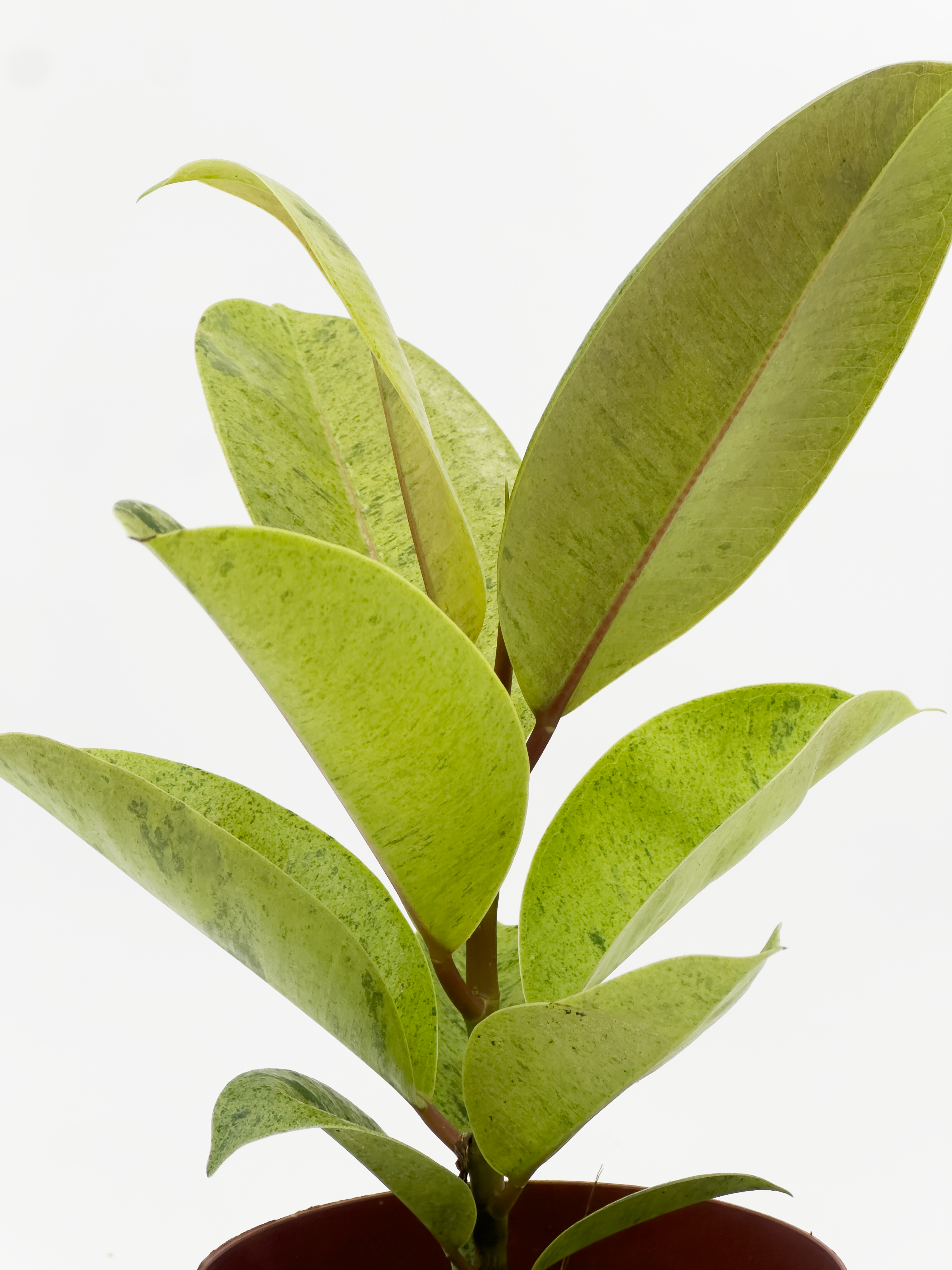 Ficus Elastica Shiryveriana