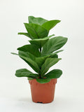 Ficus Lyrata