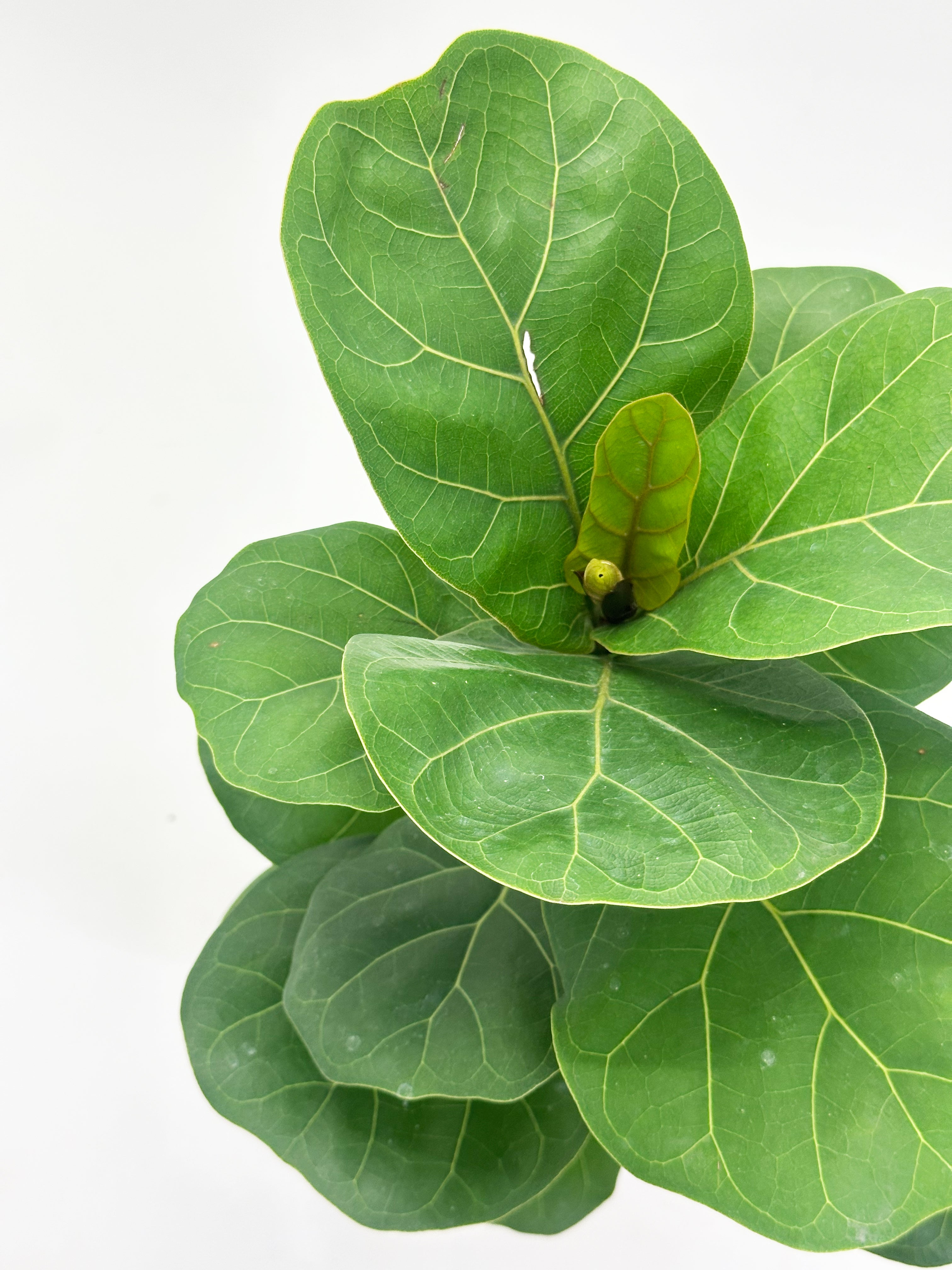 Ficus Lyrata