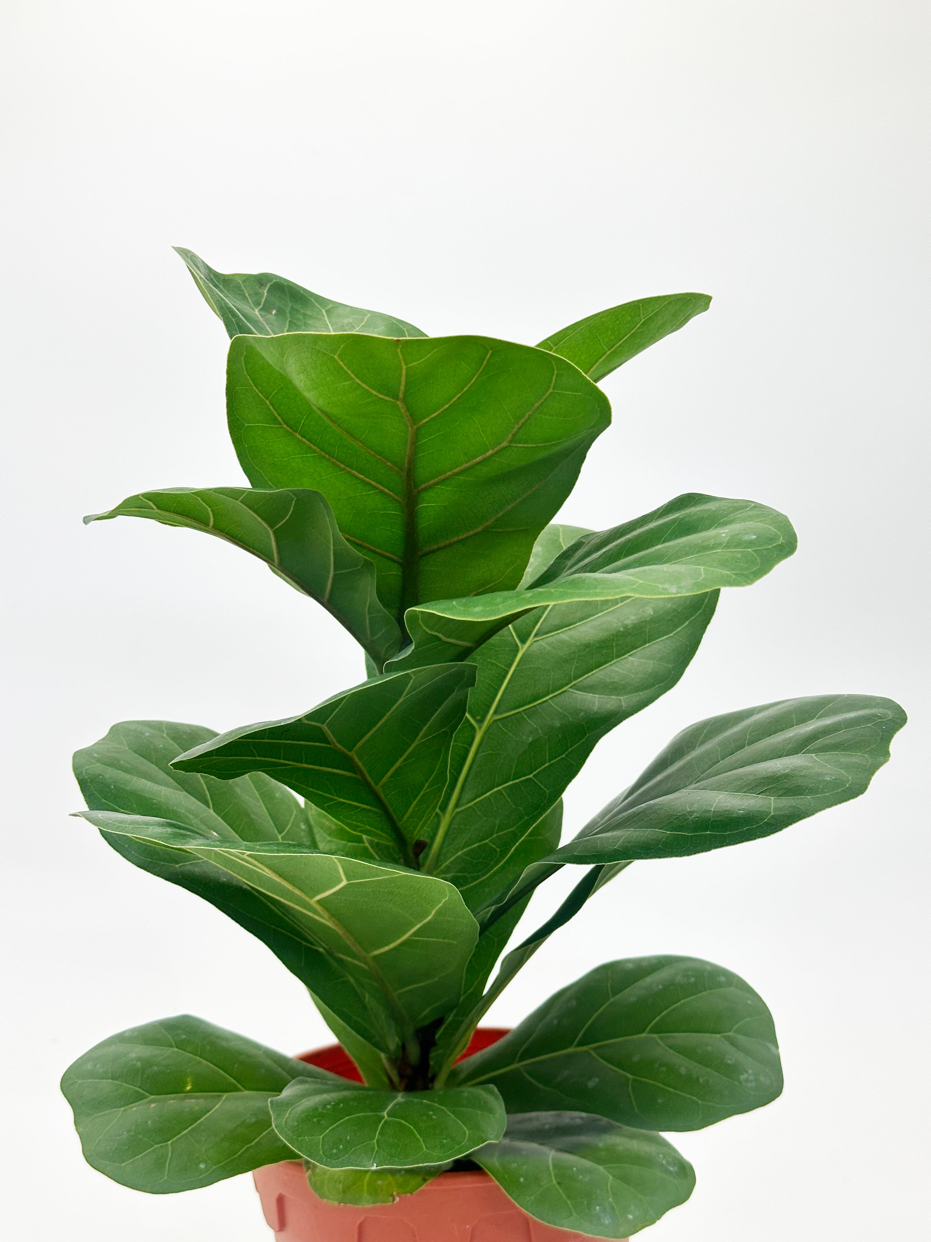 Ficus Lyrata