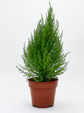 Lemon Cypress