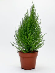 Lemon Cypress