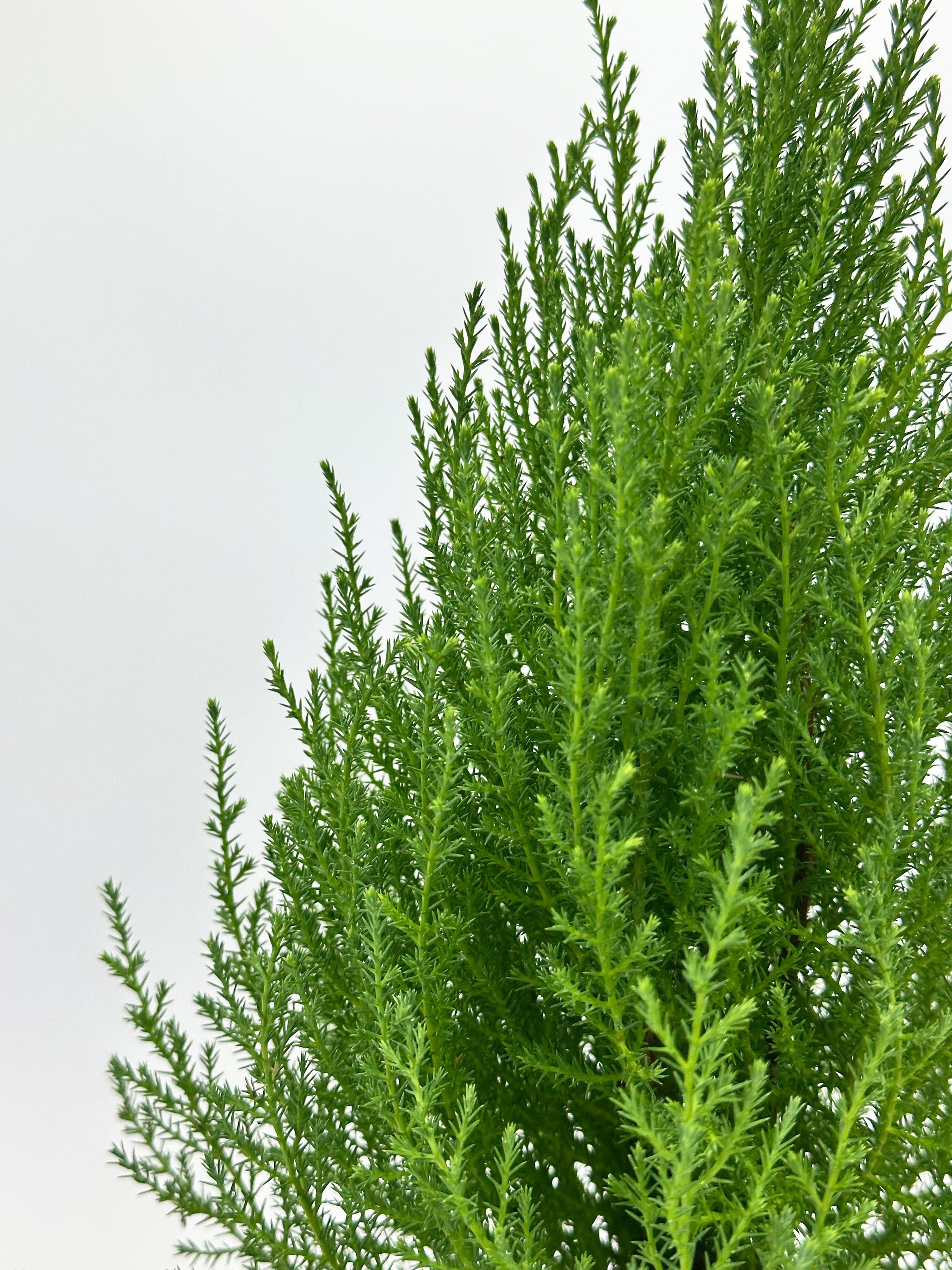 Lemon Cypress