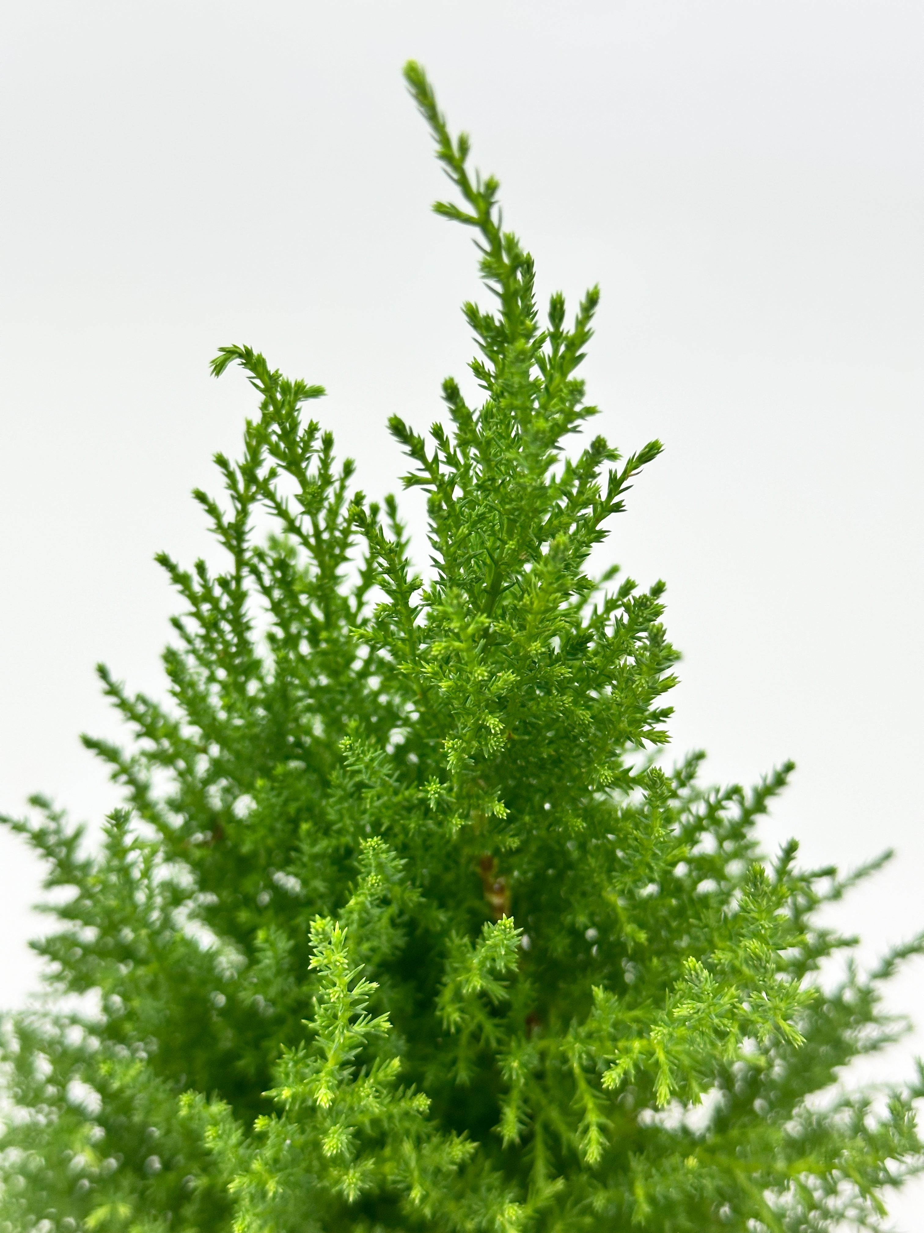 Lemon Cypress