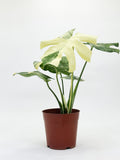 Monstera Thai Constellation