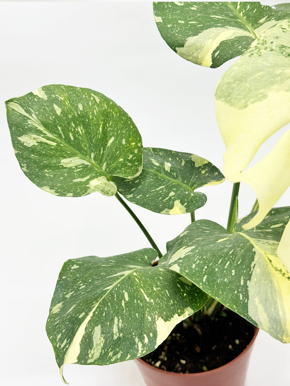 Monstera Thai Constellation