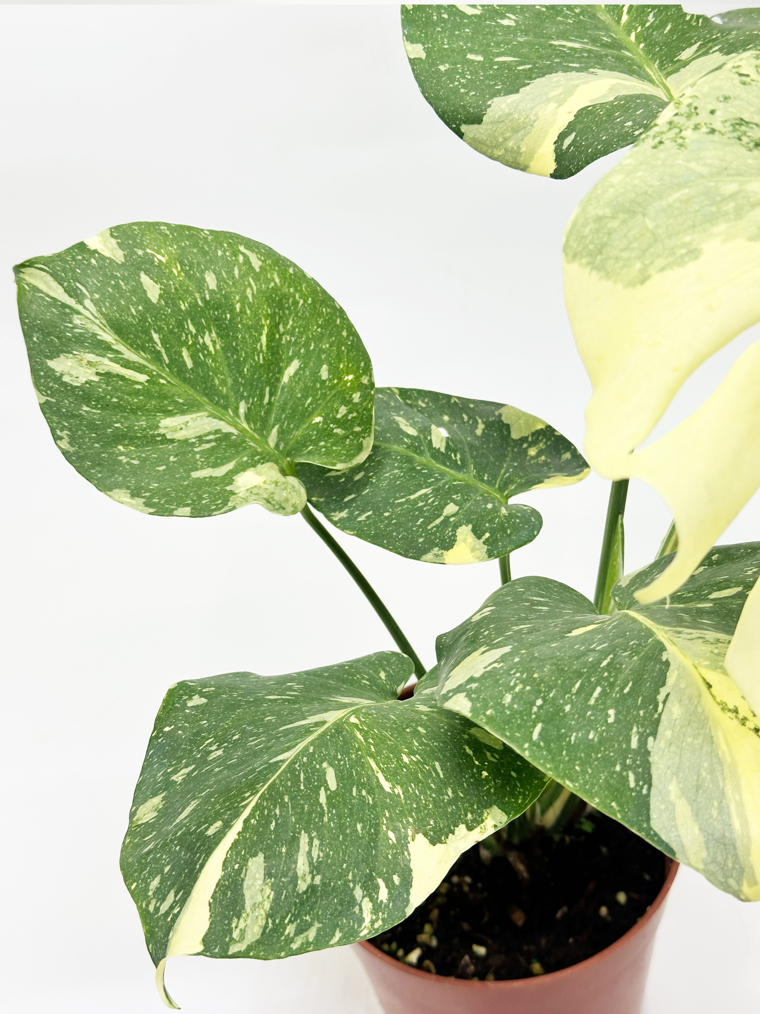 Monstera Thai Constellation