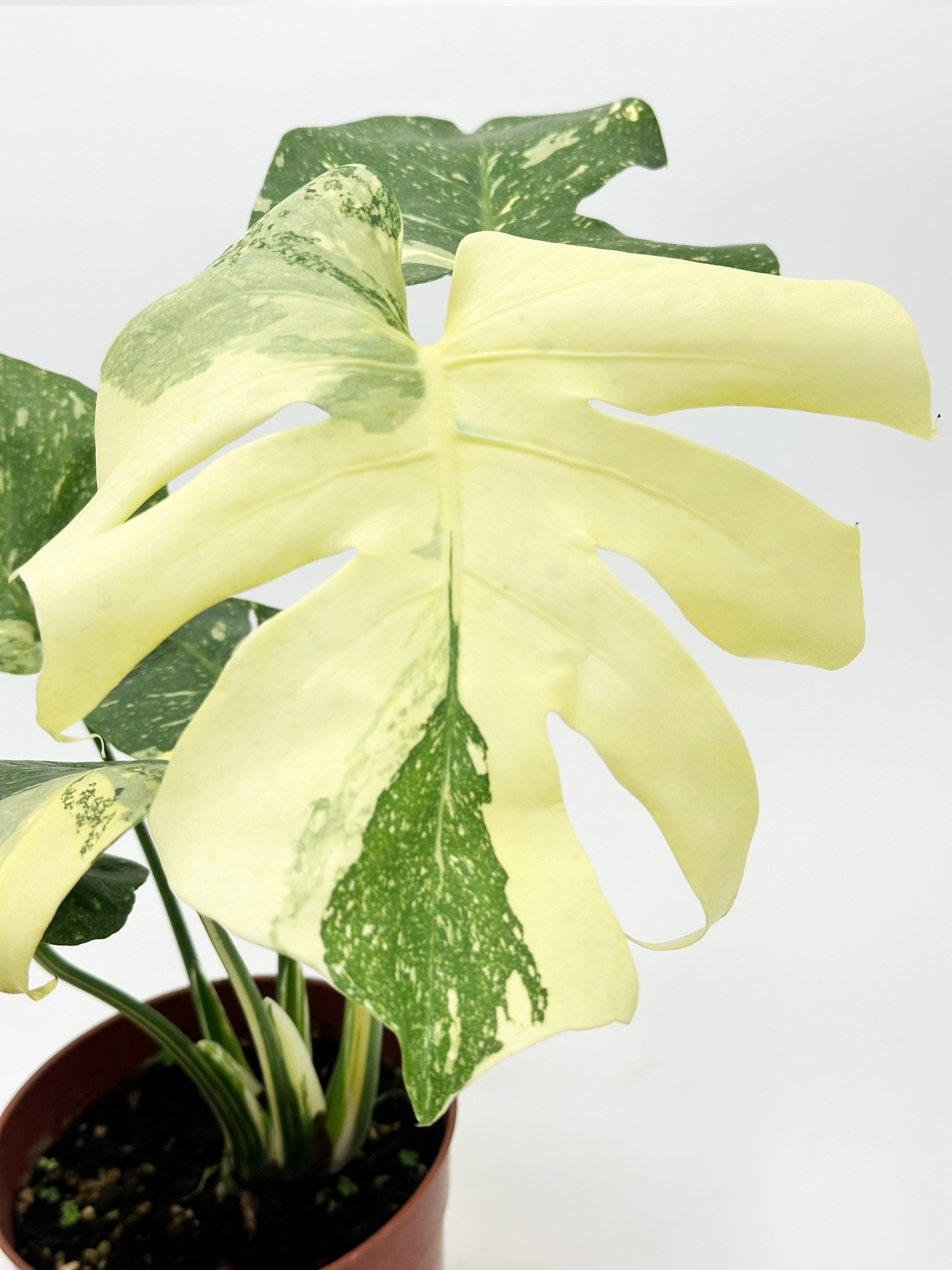 Monstera Thai Constellation