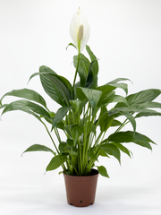Peace Lily