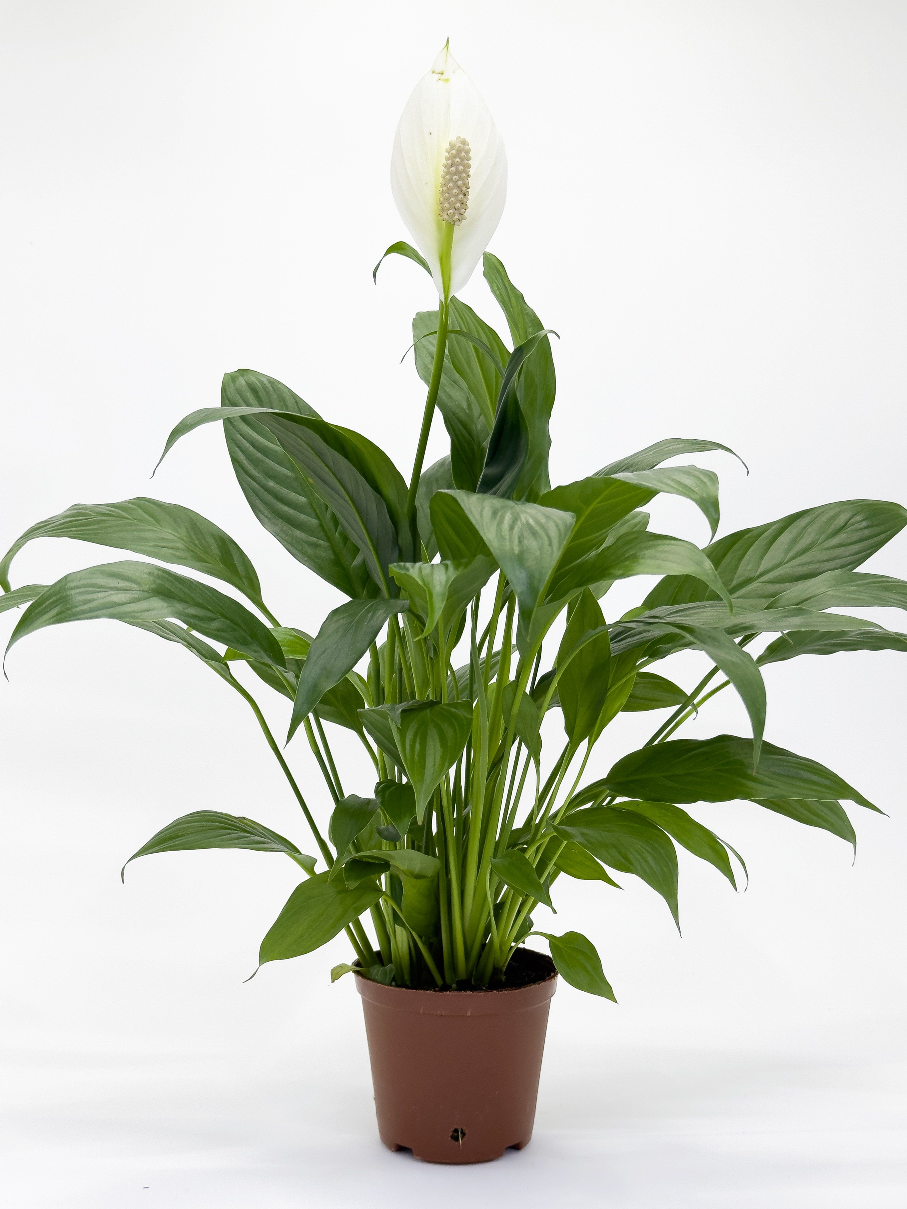 Peace Lily