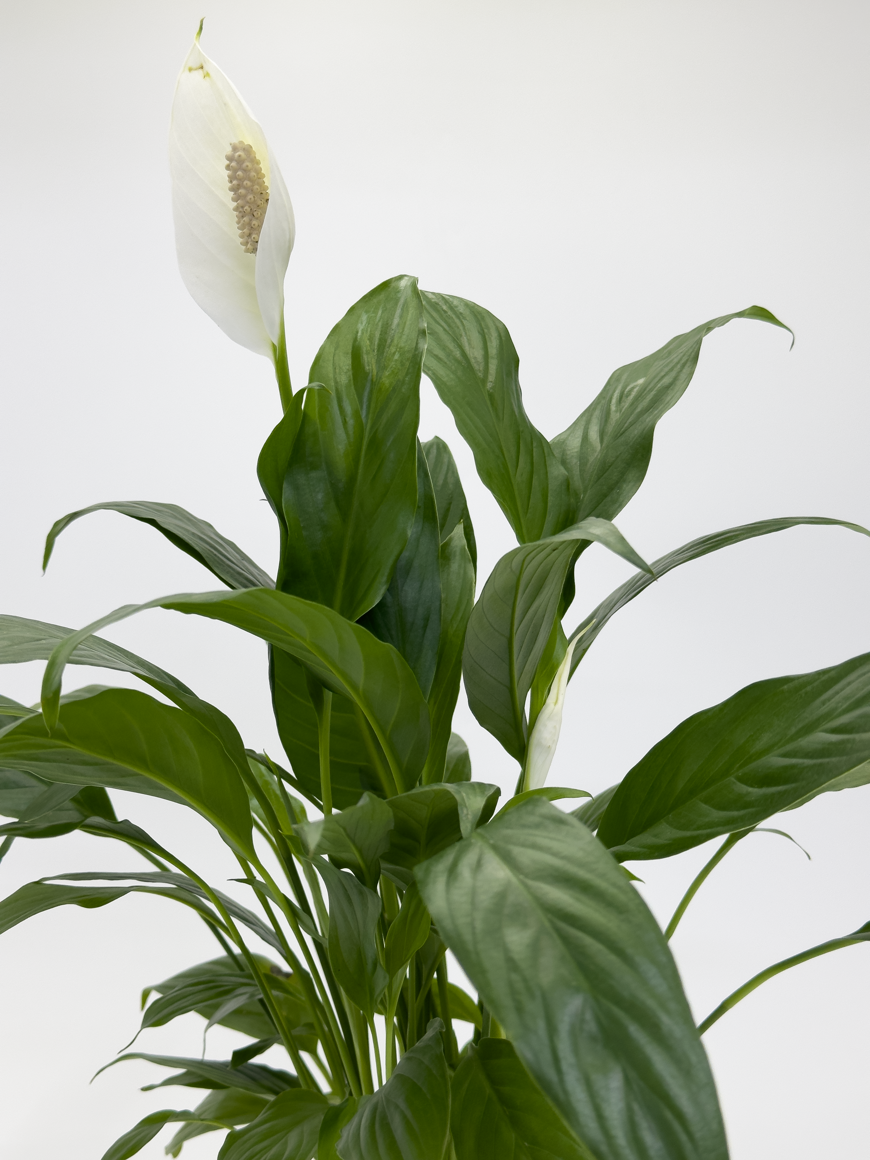 Peace Lily