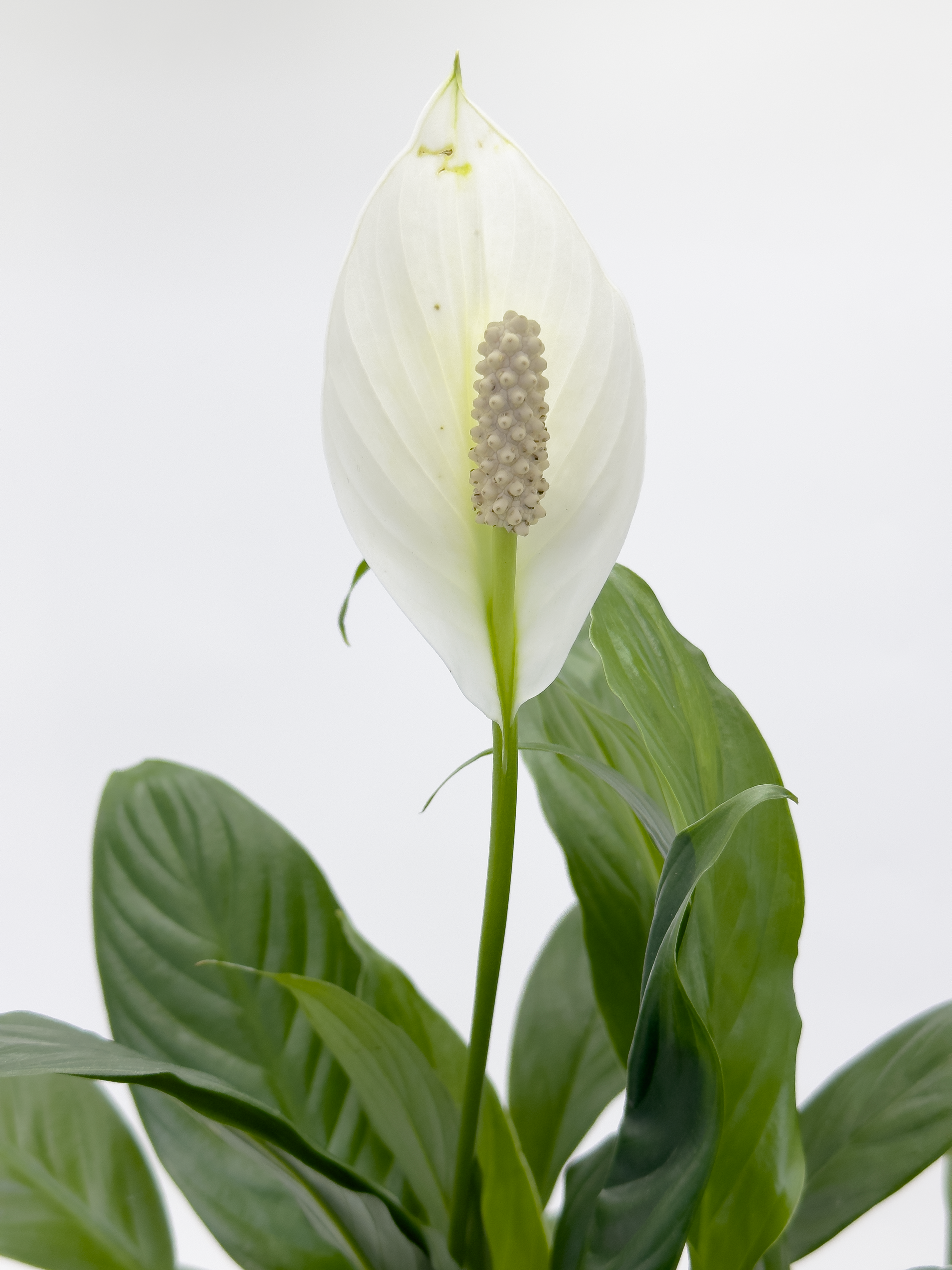 Peace Lily