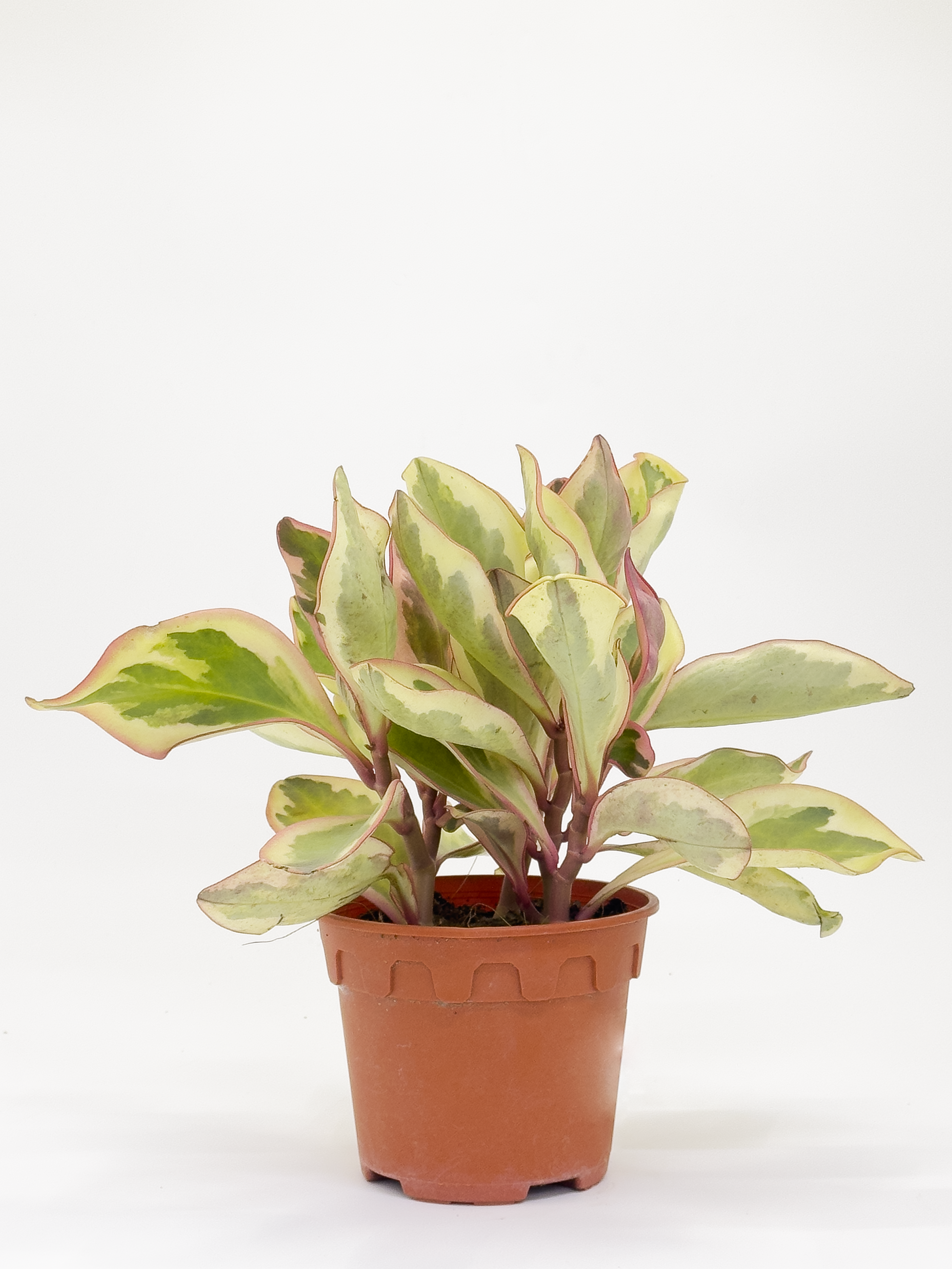 Peperomia