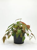 Philodendron Micans