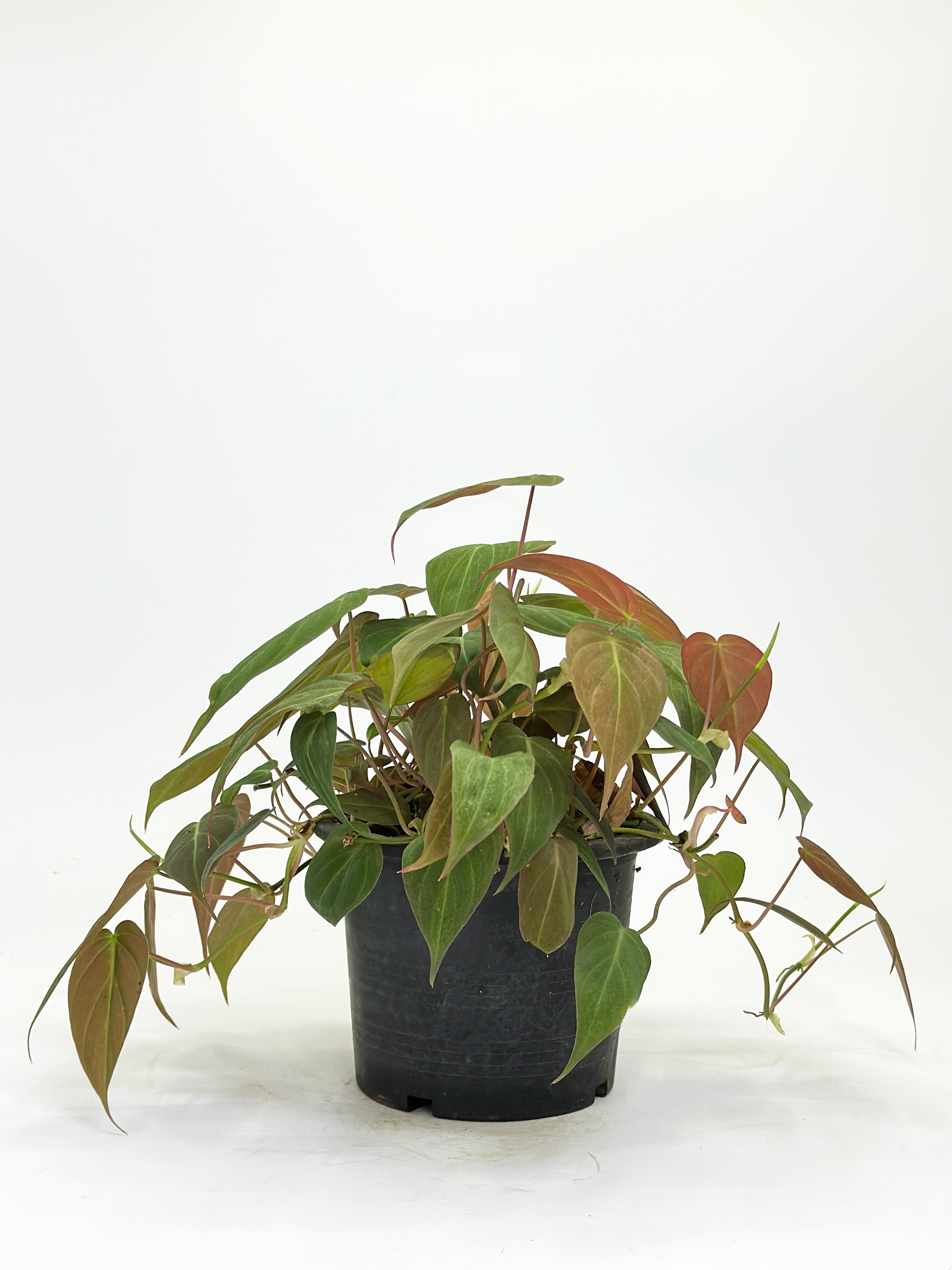 Philodendron Micans