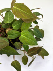 Philodendron Micans