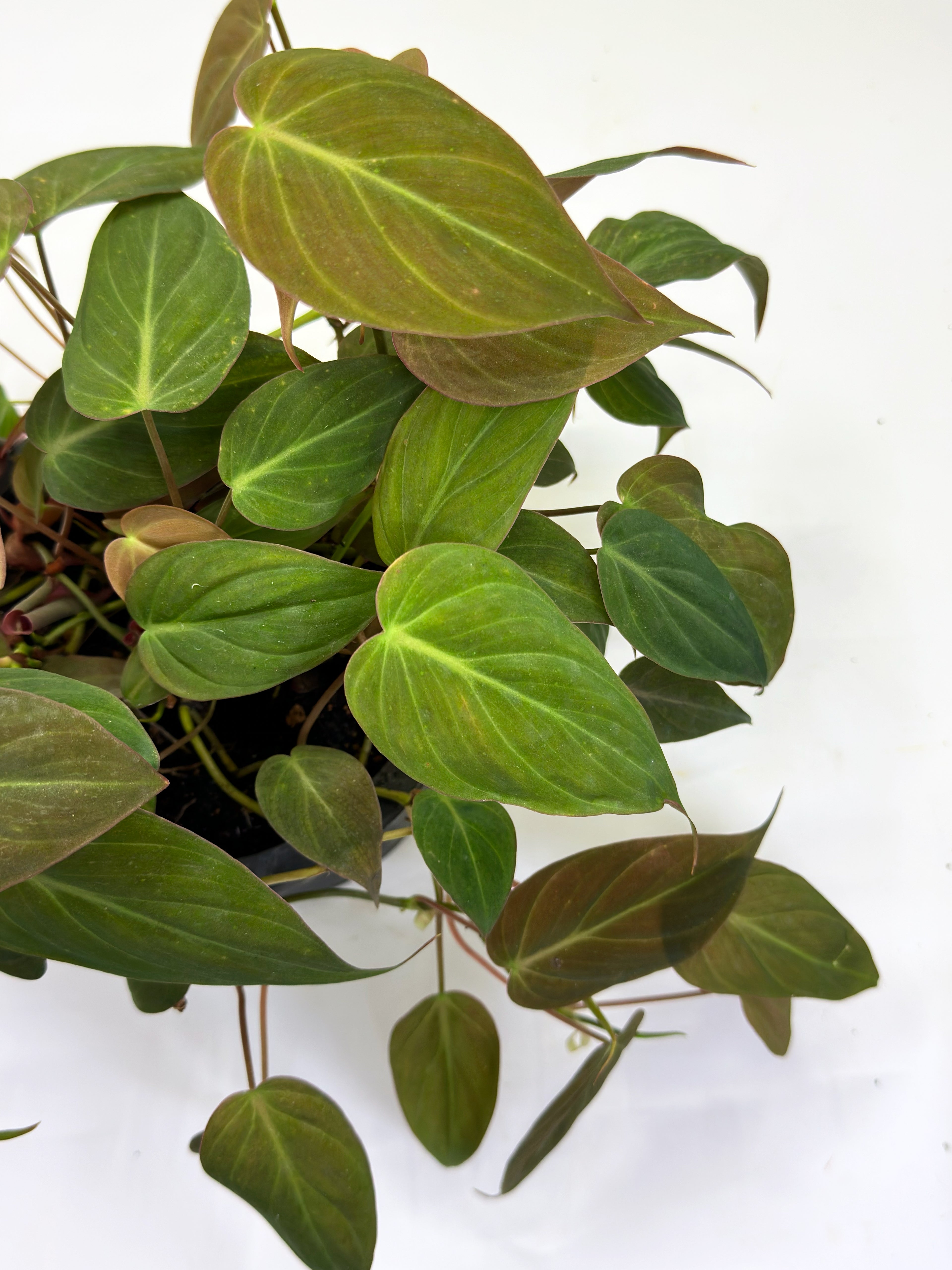 Philodendron Micans