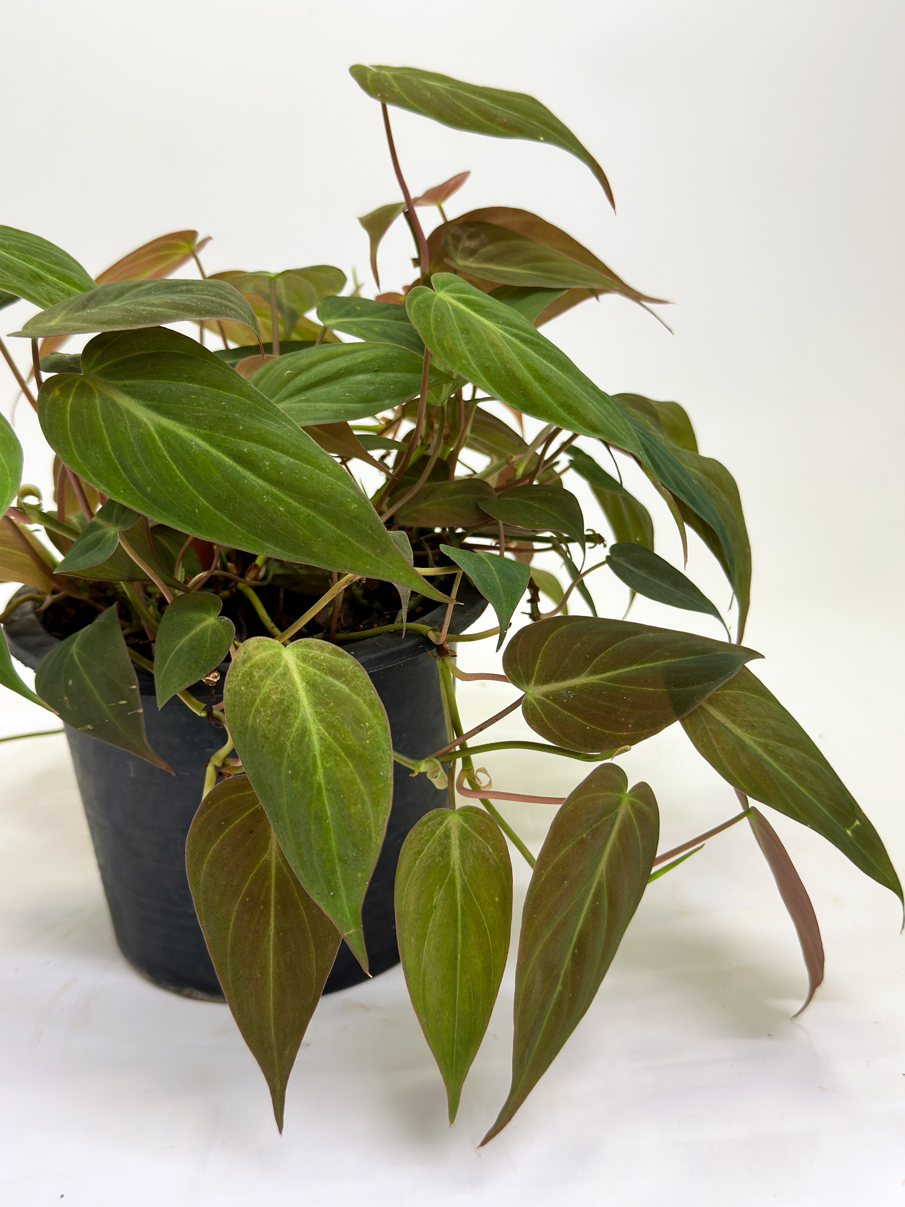 Philodendron Micans