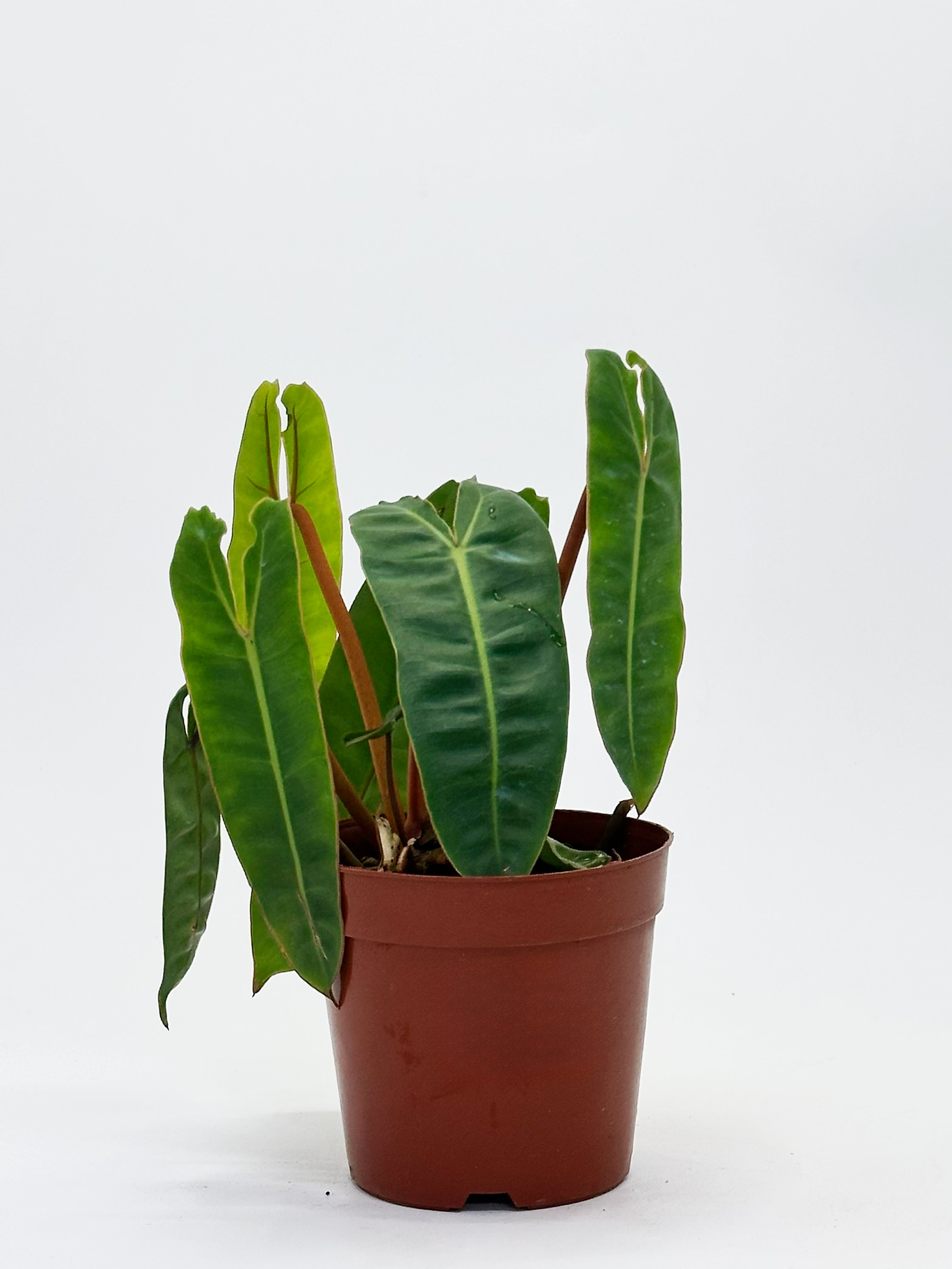 Philodendron Bilitae