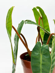 Philodendron Bilitae