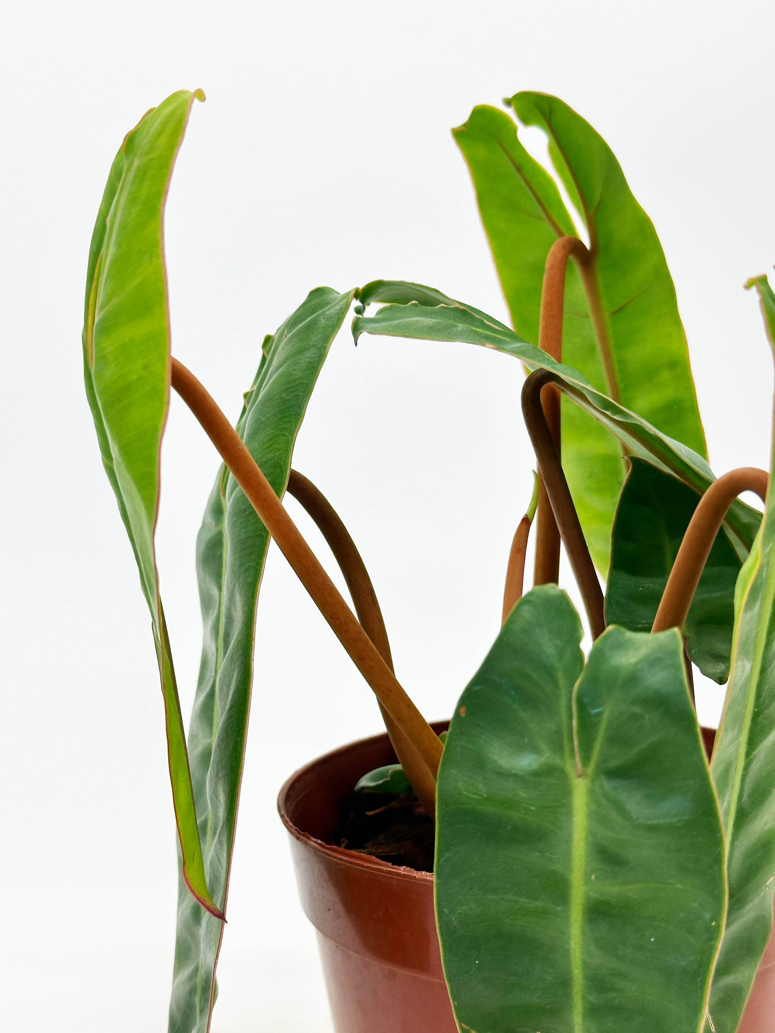 Philodendron Bilitae