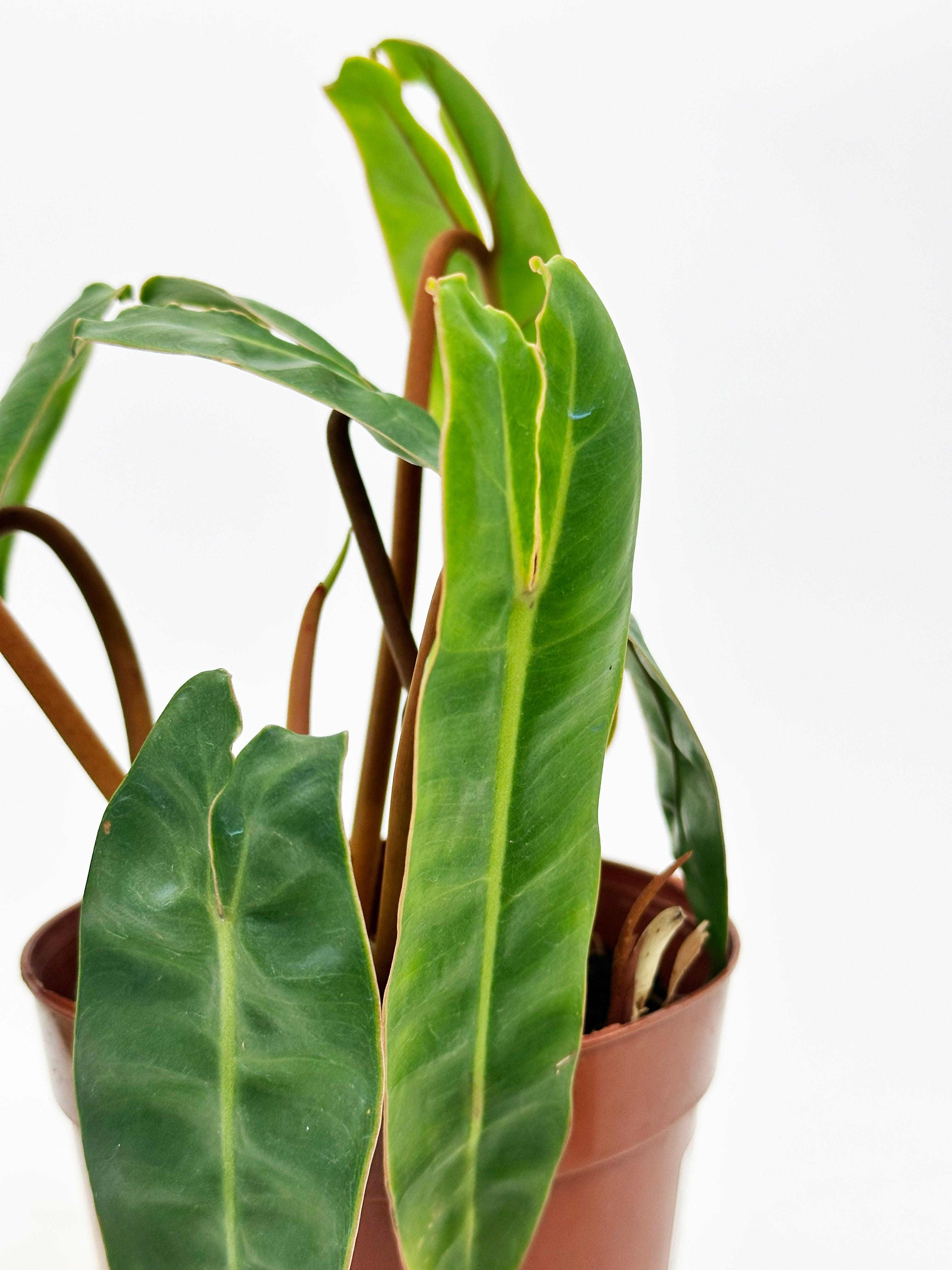 Philodendron Bilitae