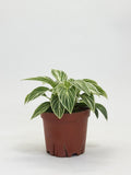 Philodendron Birkin A