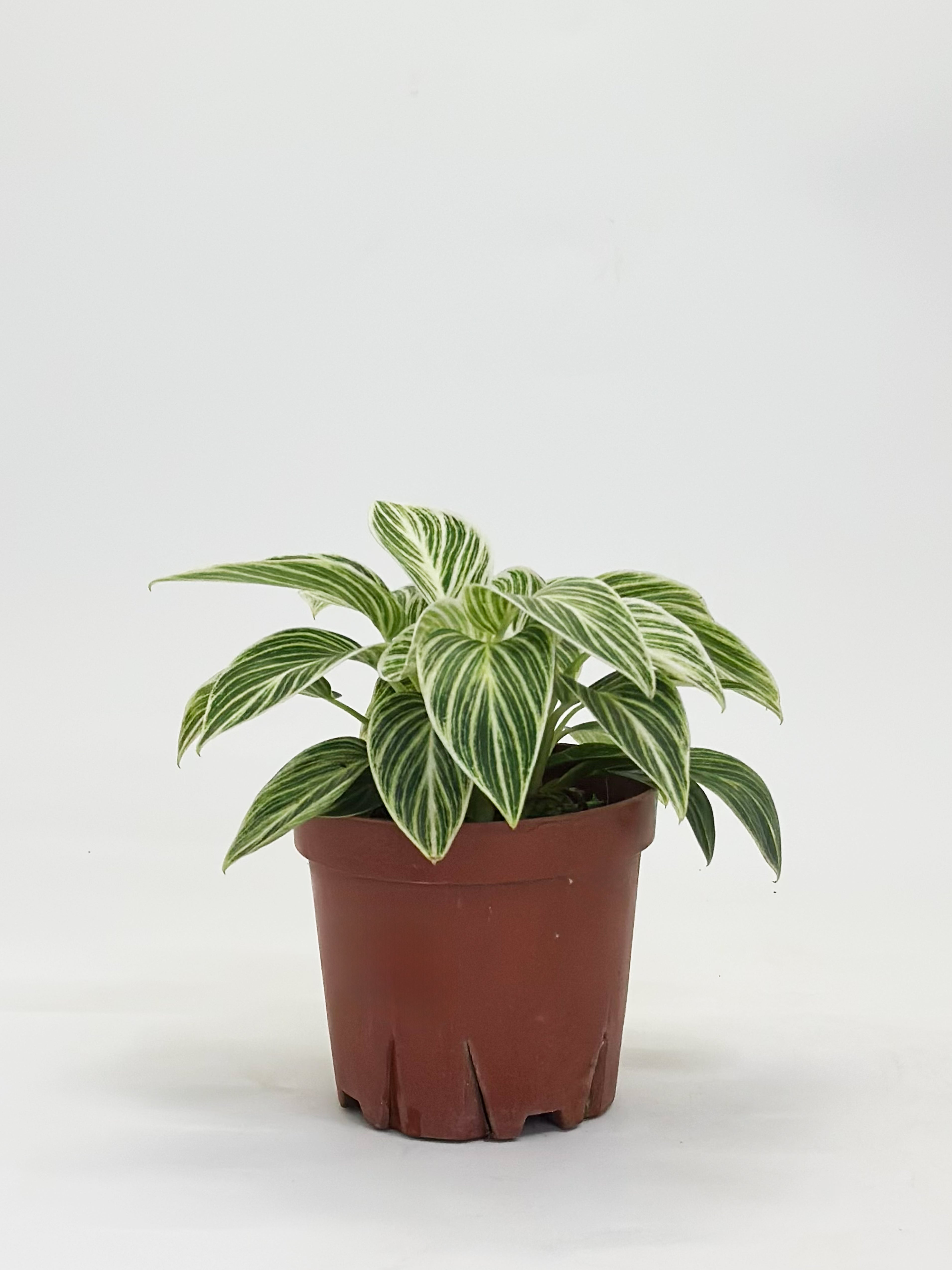Philodendron Birkin A
