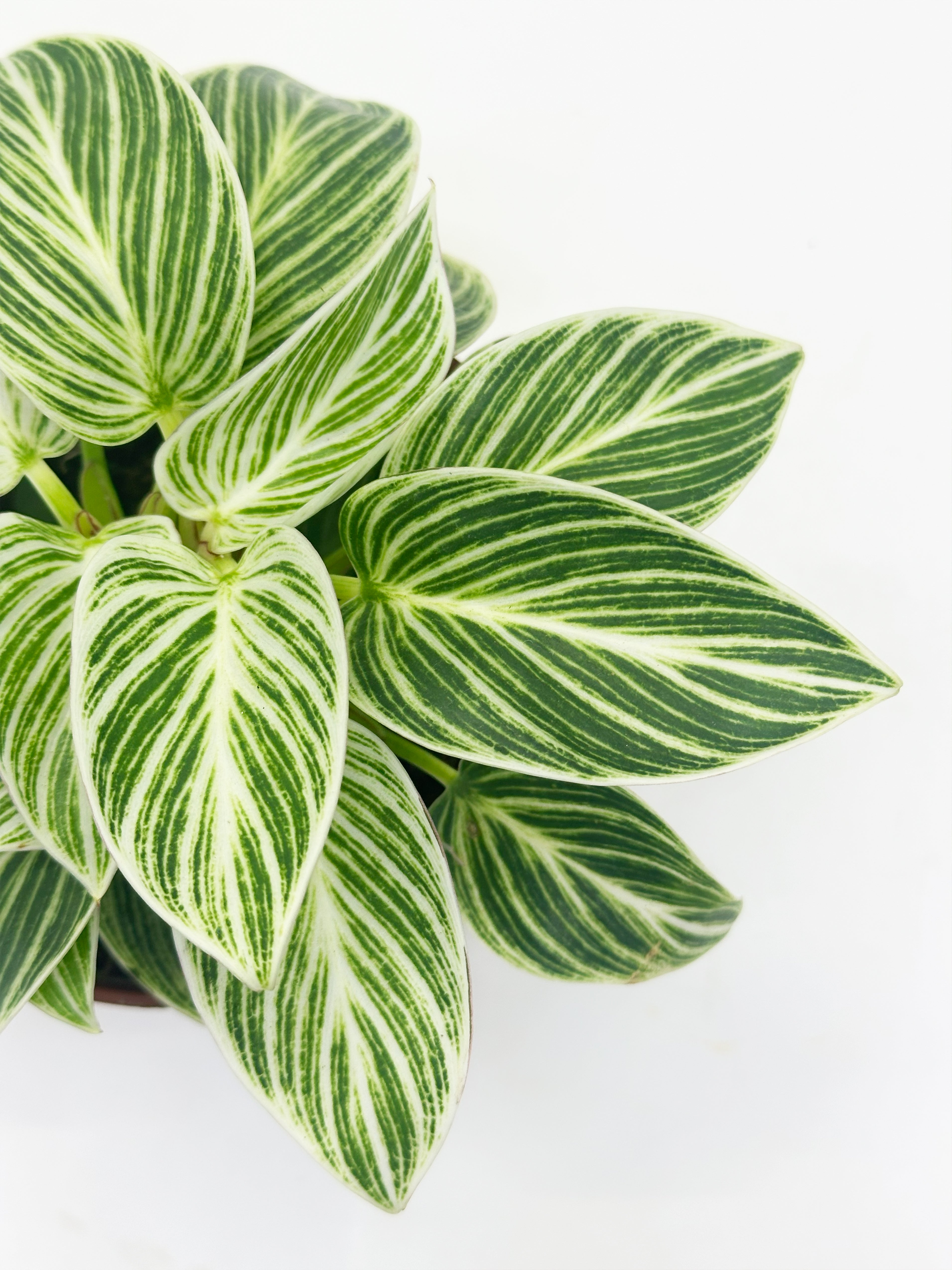 Philodendron Birkin A