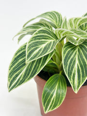 Philodendron Birkin A
