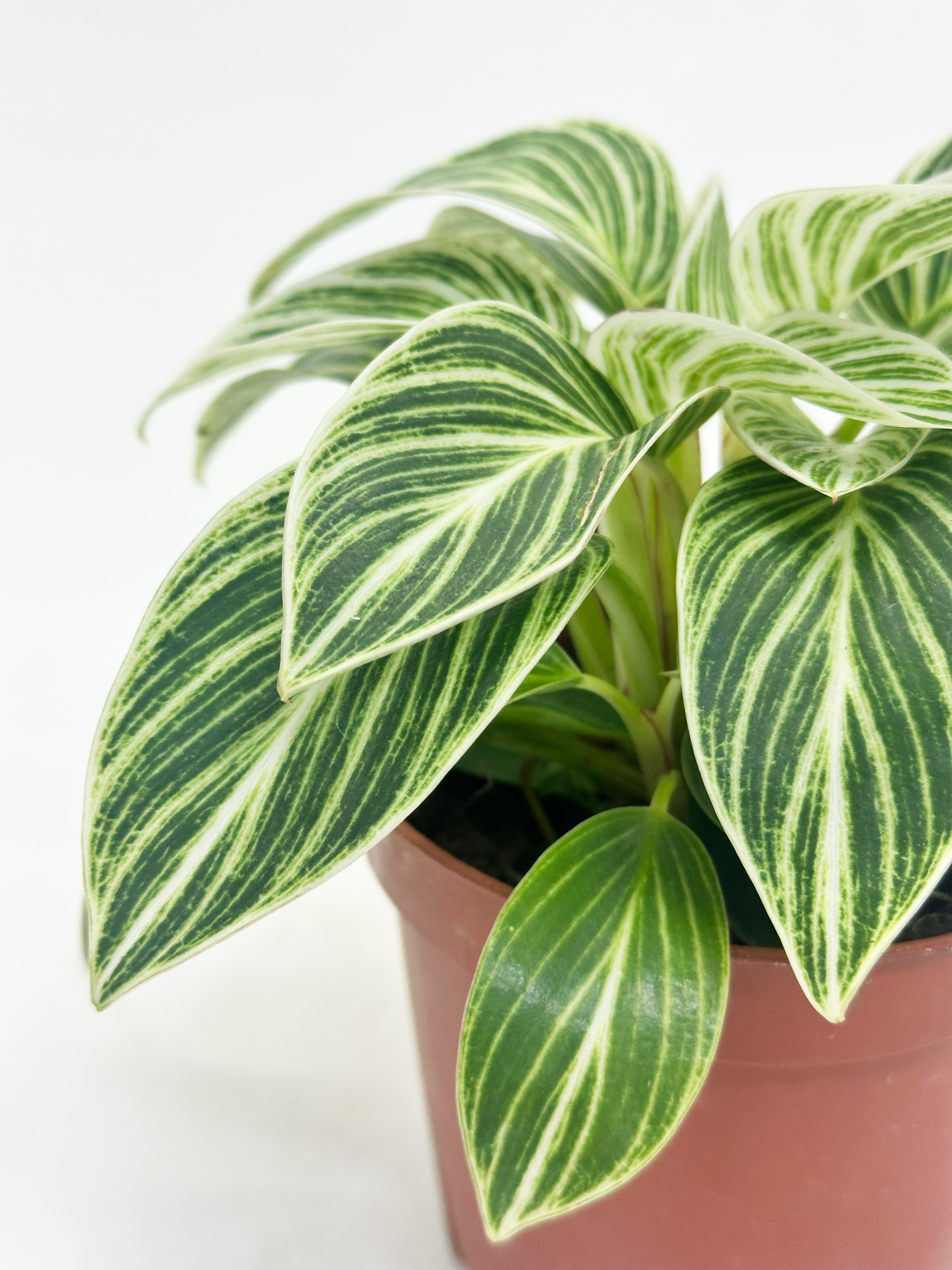 Philodendron Birkin A