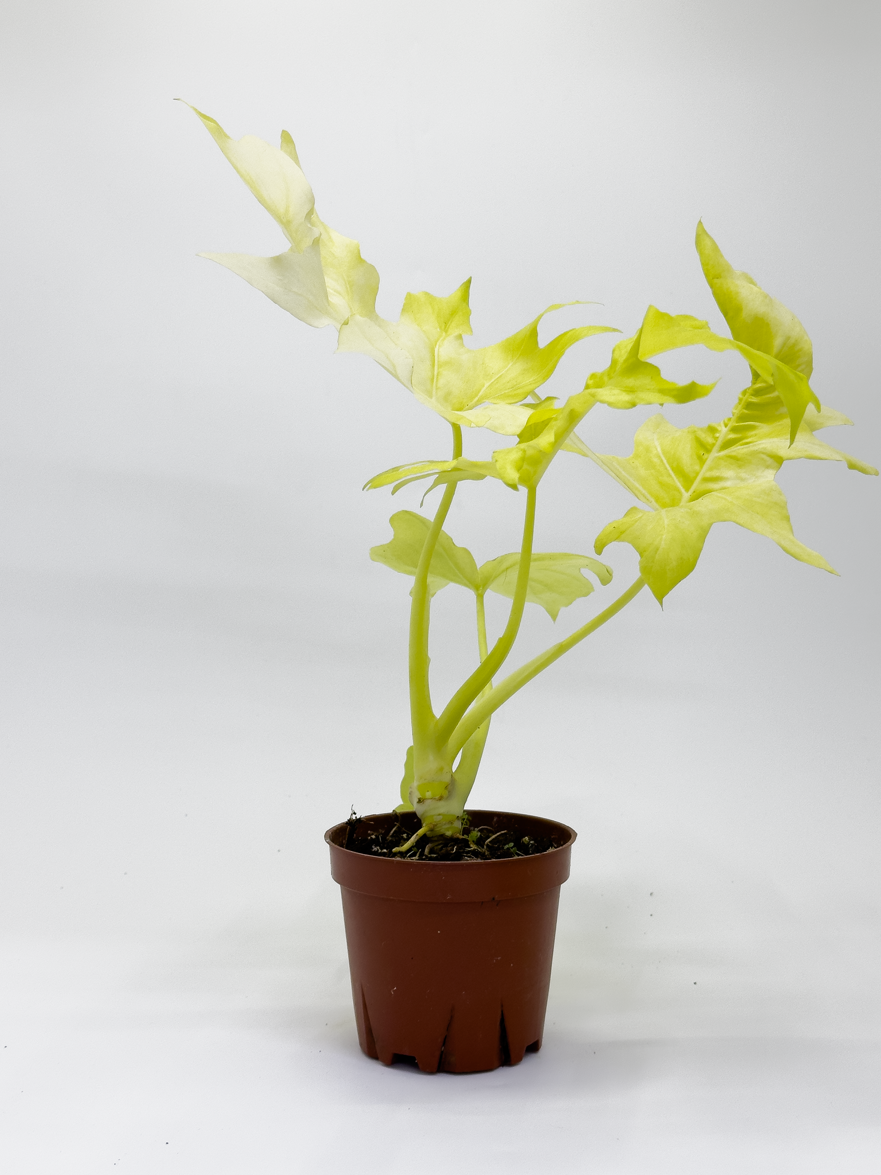 Philodendron Golden Selloum