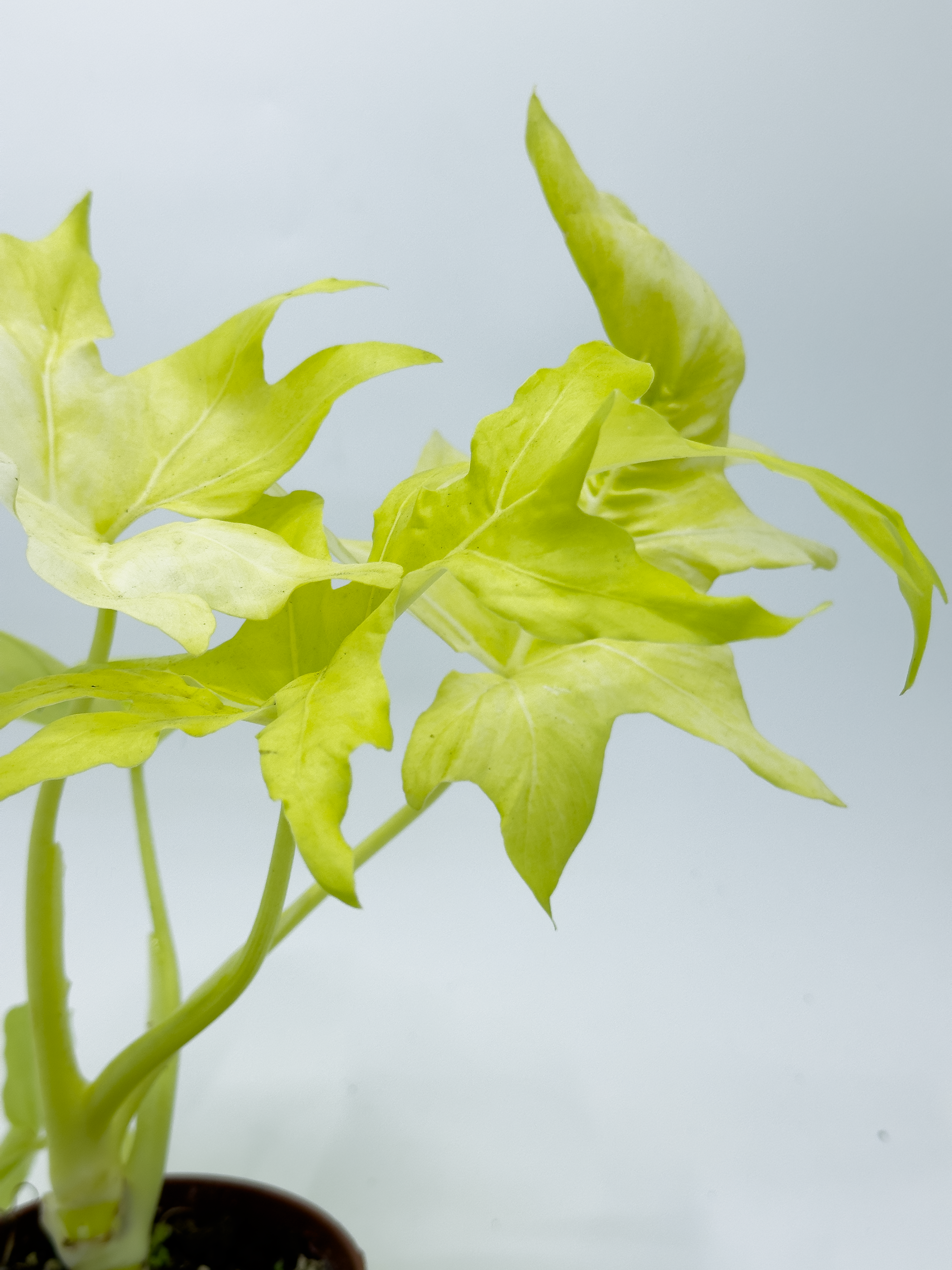 Philodendron Golden Selloum