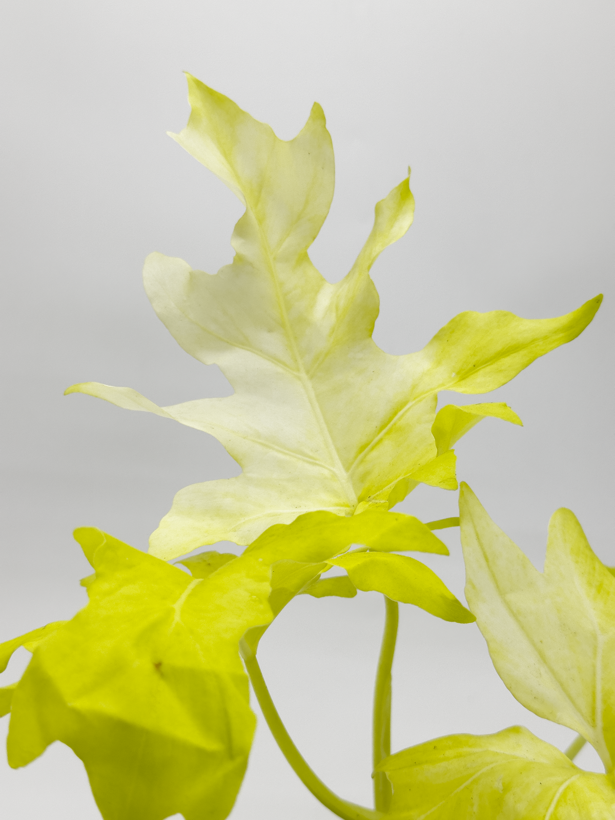 Philodendron Golden Selloum