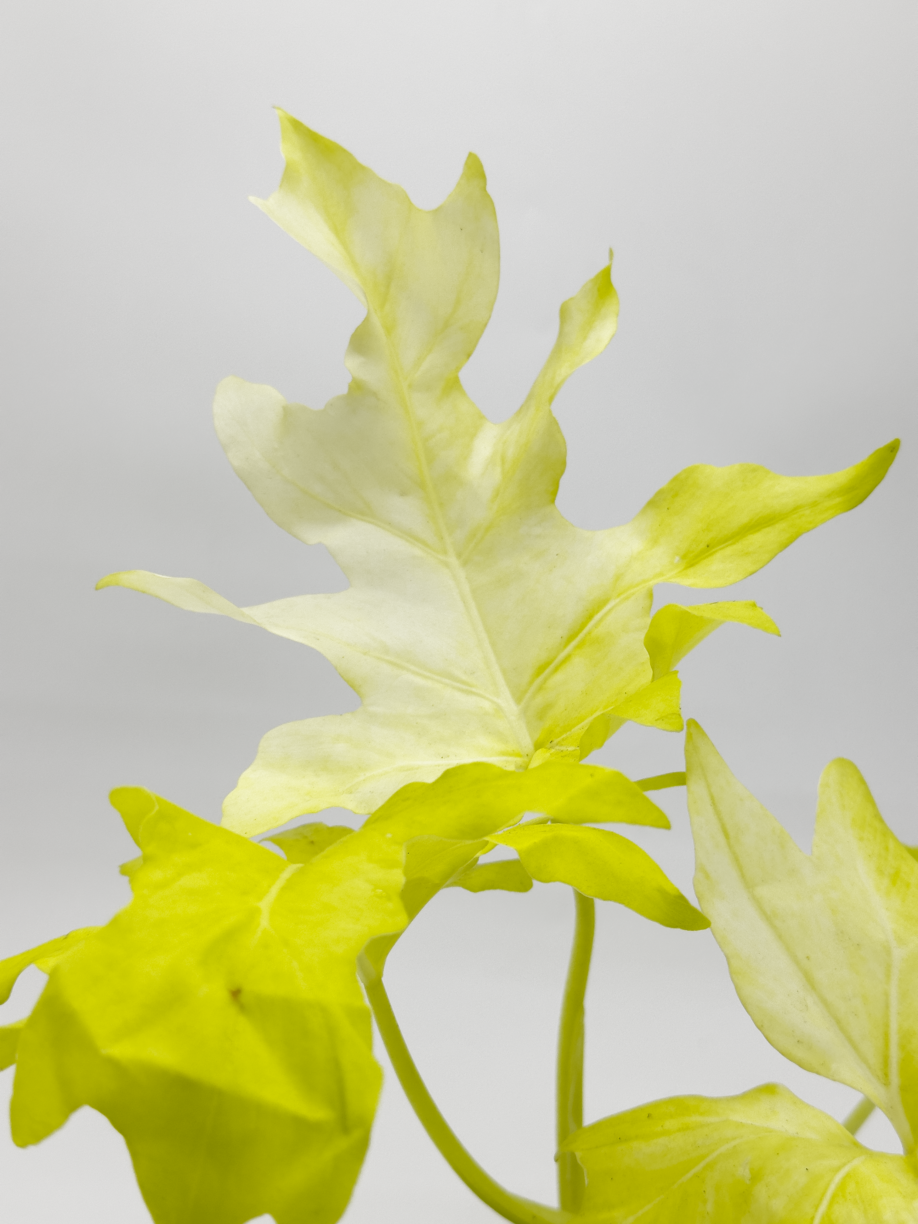 Philodendron Golden Selloum